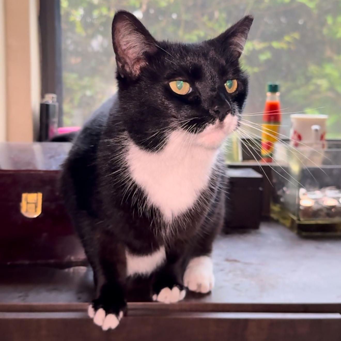 Enlarge Patina, a Adoptable mixed breed in Albany, NY image 1/5