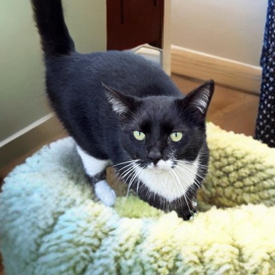Enlarge Patina, a Adoptable mixed breed in Albany, NY image 2/5