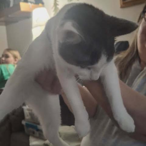 Enlarge Jasper (2), a Adoptable Domestic Medium Hair in LYLE, MN image 1/3