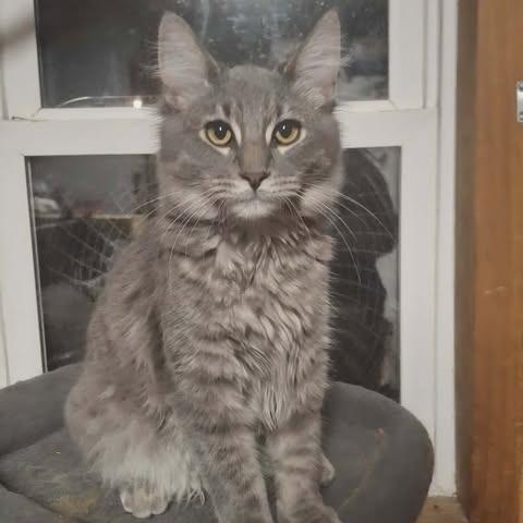 Enlarge Jasper (2), a Adoptable Domestic Medium Hair in LYLE, MN image 3/3