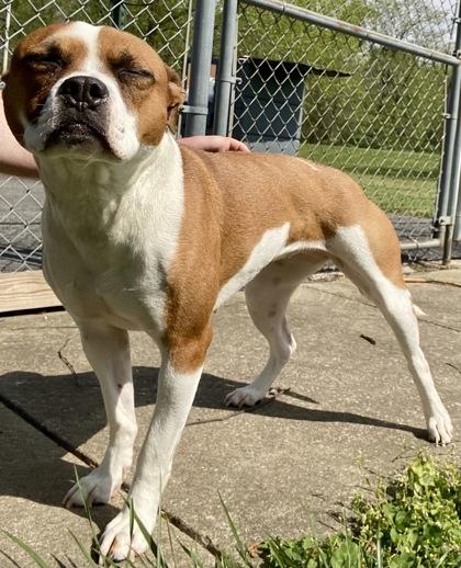 Enlarge Libby, a ADOPTABLE Bulldog in Glasgow, KY image 2/3