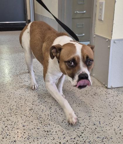 Enlarge Libby, a ADOPTABLE Bulldog in Glasgow, KY image 3/3