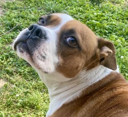 Libby, ADOPTABLE, Young Female Bulldog.