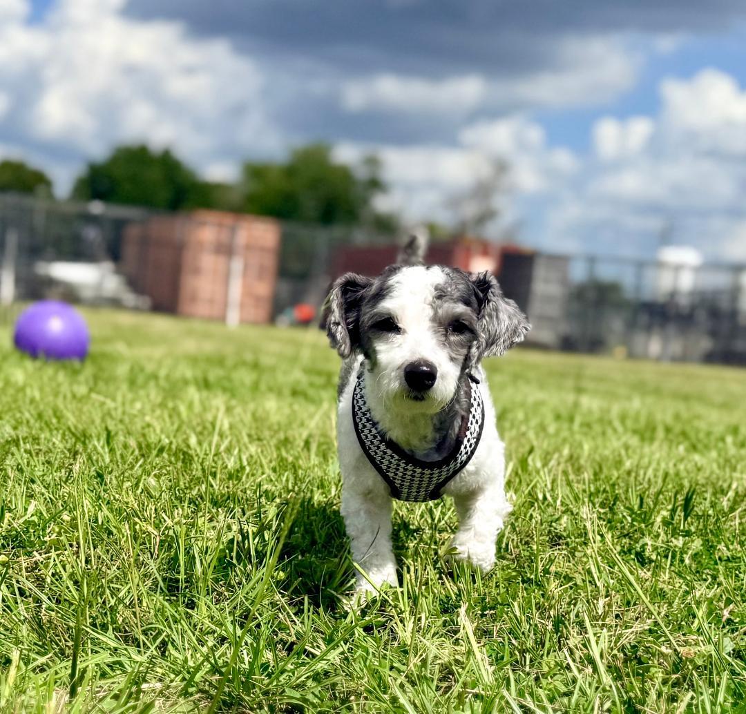 JJ (Jose Jalapeno), an adopted Poodle (Toy) in Winter Haven, FL image 2/6