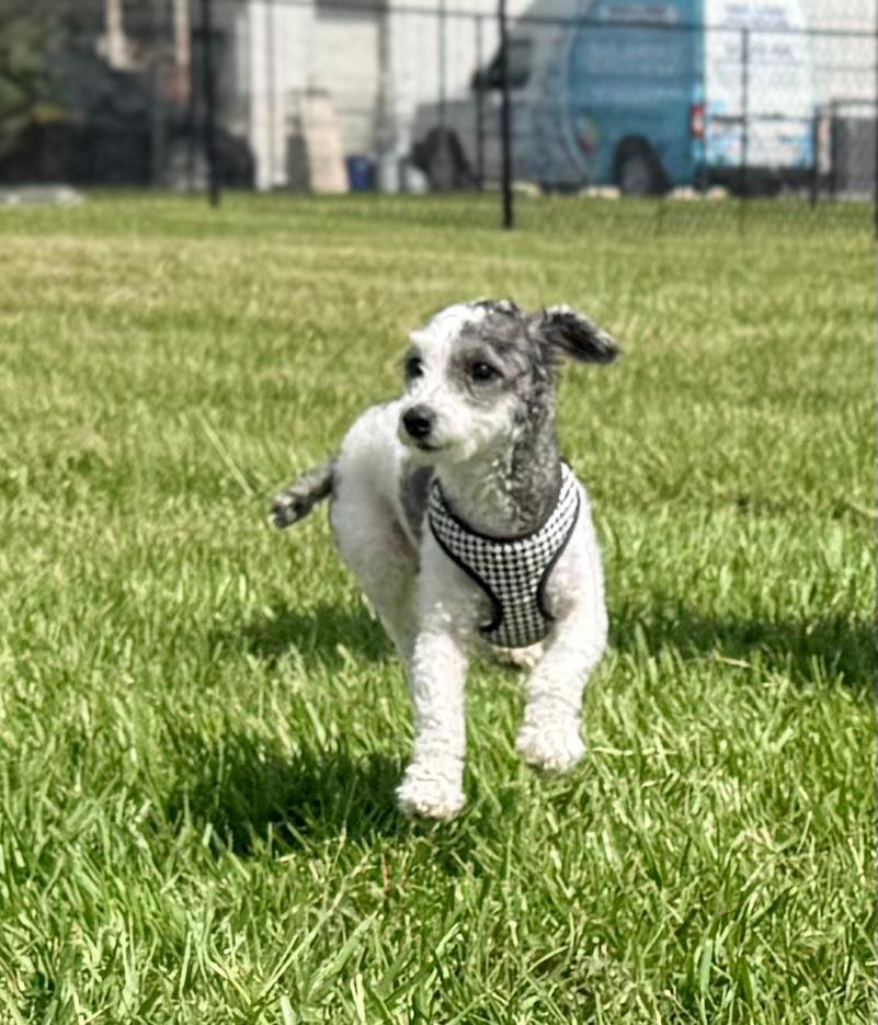 JJ (Jose Jalapeno), an adopted Poodle (Toy) in Winter Haven, FL image 4/6
