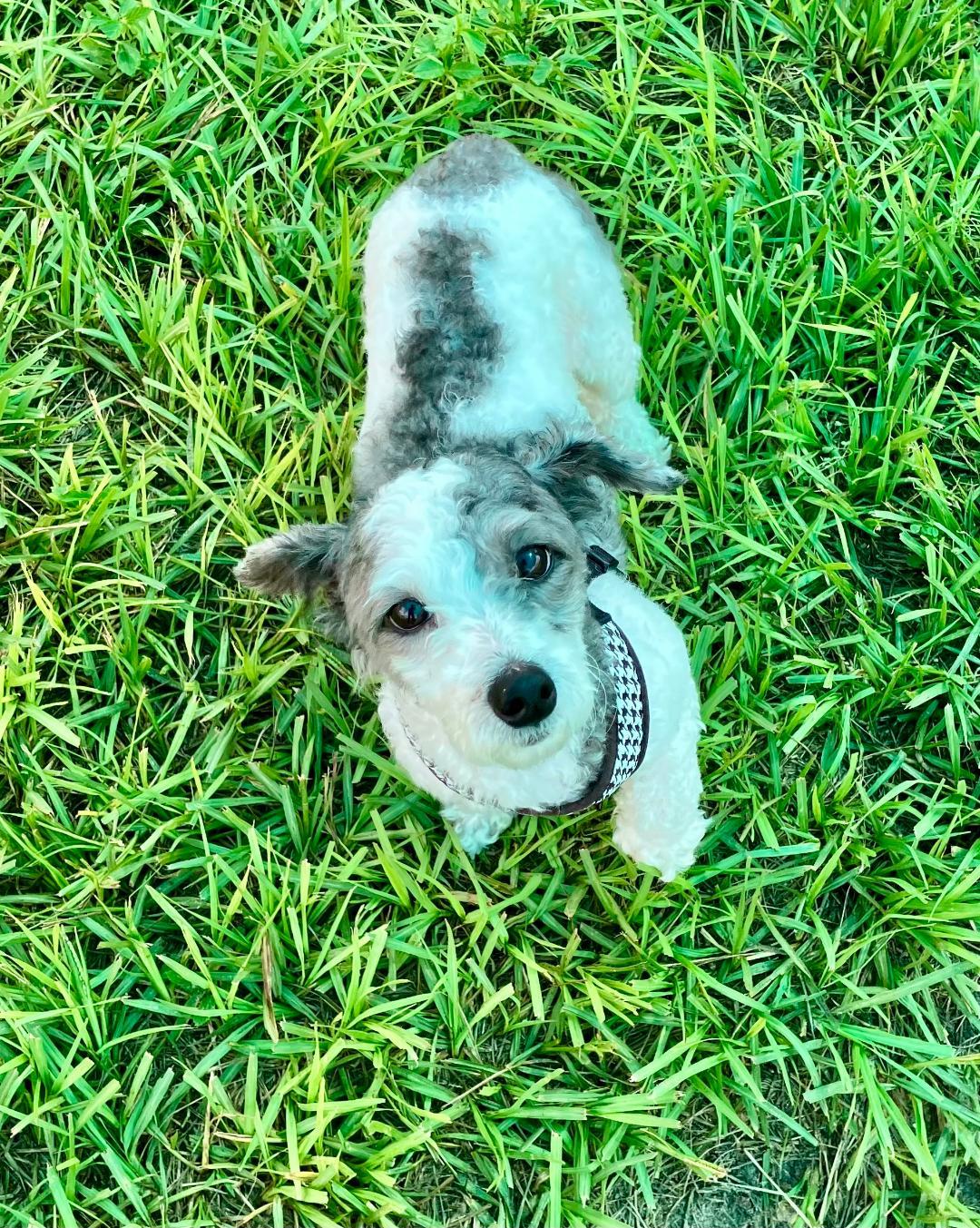 JJ (Jose Jalapeno), an adopted Poodle (Toy) in Winter Haven, FL image 3/6