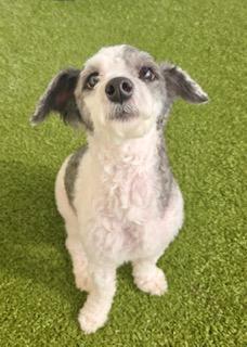JJ (Jose Jalapeno), an adopted Poodle (Toy) in Winter Haven, FL image 6/6