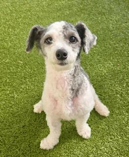 JJ (Jose Jalapeno), an adopted Poodle (Toy) in Winter Haven, FL image 5/6