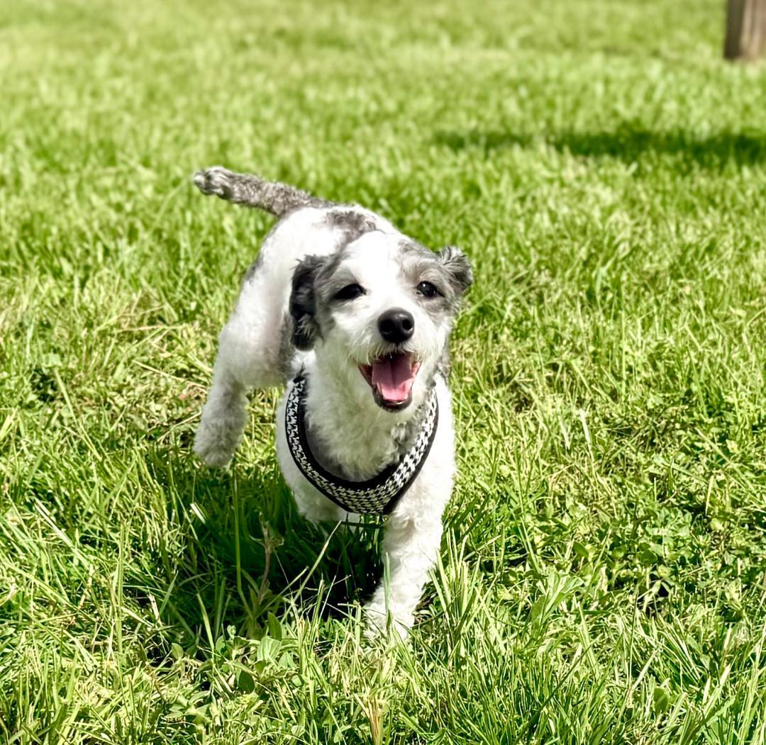JJ (Jose Jalapeno), adopted, Adult Male Poodle (Toy).