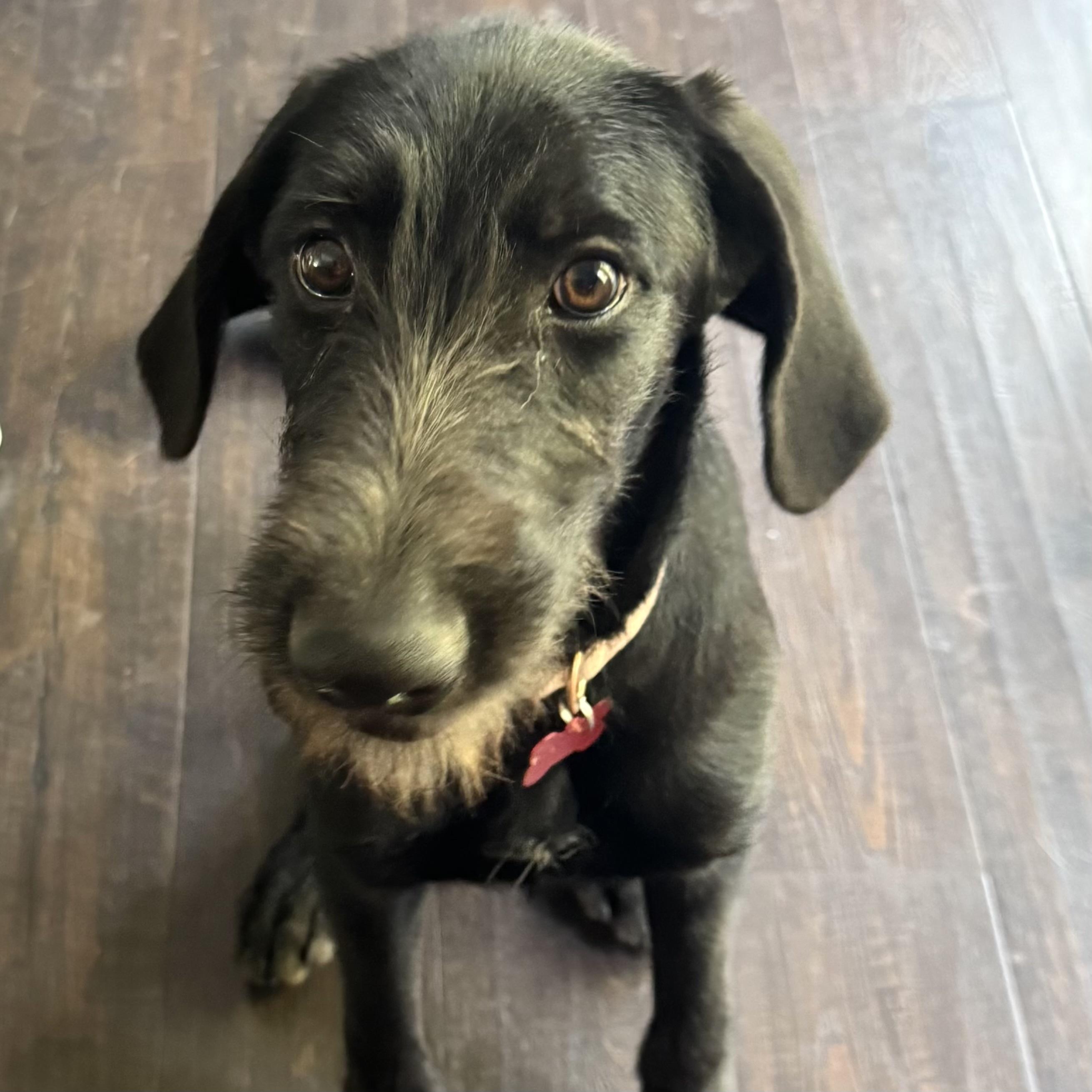 Enlarge Margs, a Adoptable mixed breed in Prior Lake, MN image 1/5