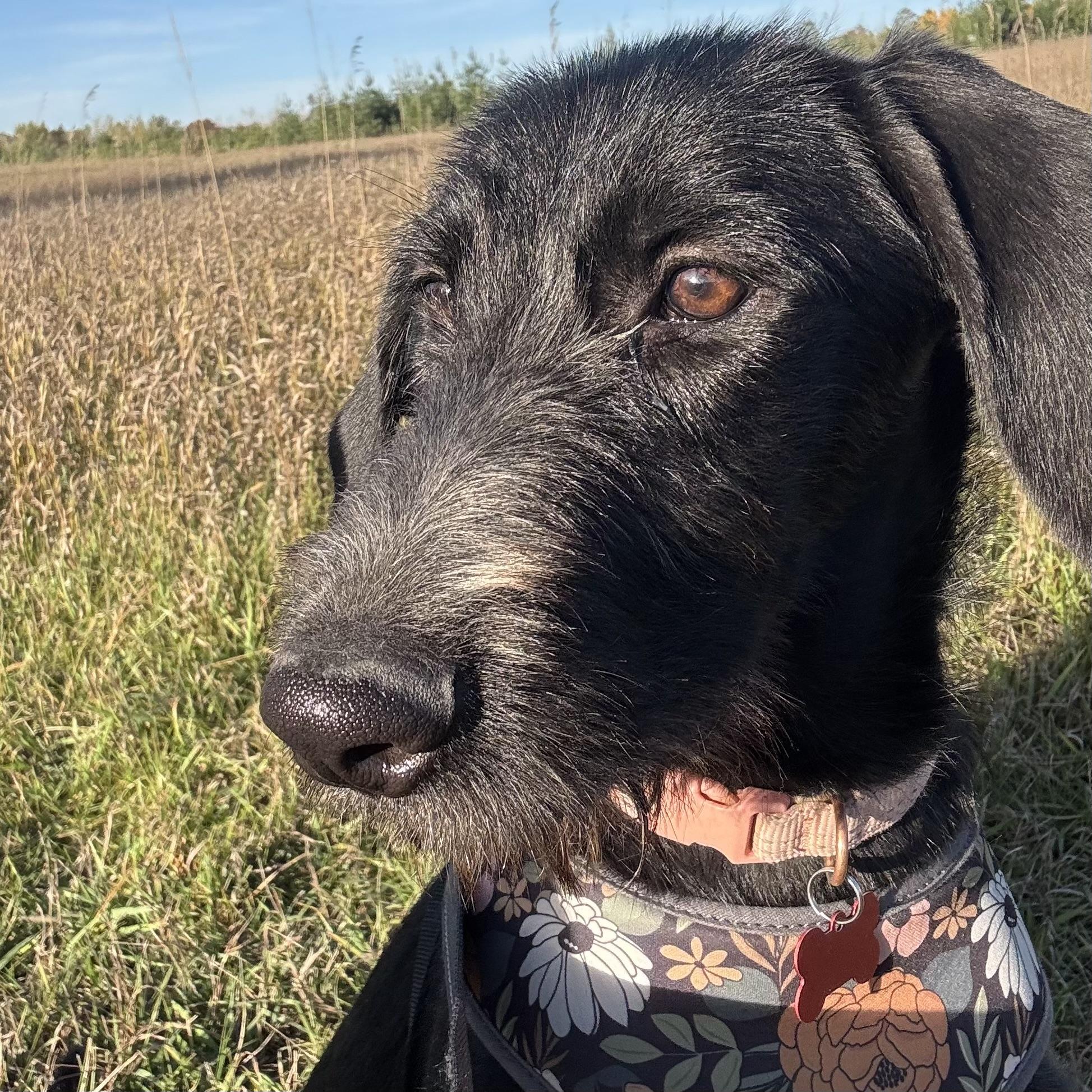 Enlarge Margs, a Adoptable mixed breed in Prior Lake, MN image 5/5