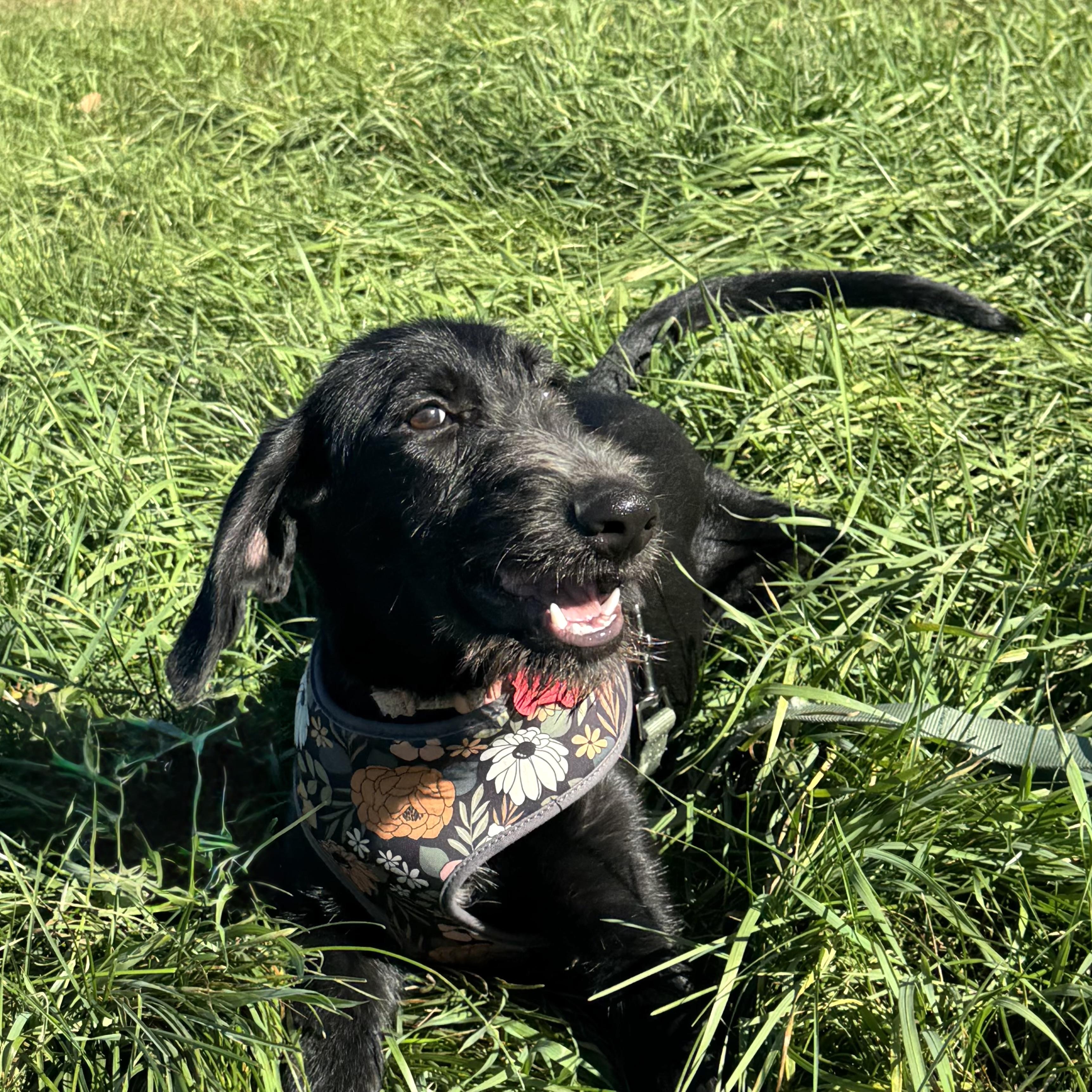 Enlarge Margs, a Adoptable mixed breed in Prior Lake, MN image 4/5
