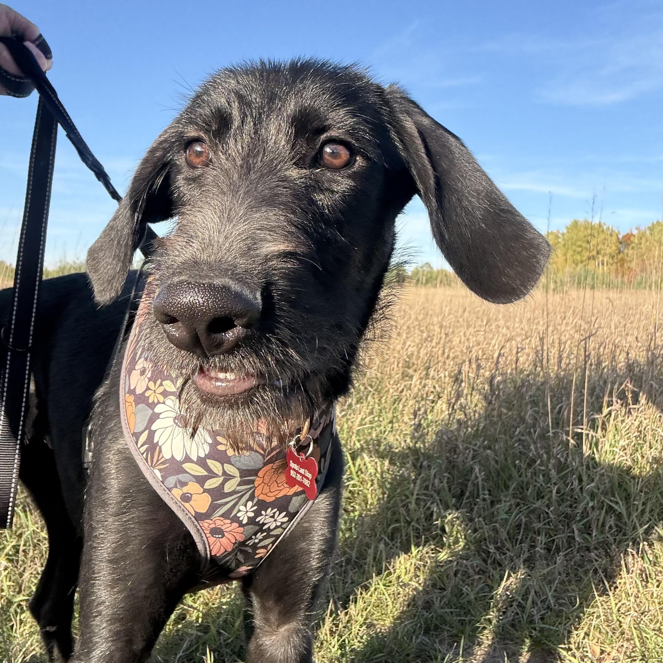Enlarge Margs, a Adoptable mixed breed in Prior Lake, MN image 3/5