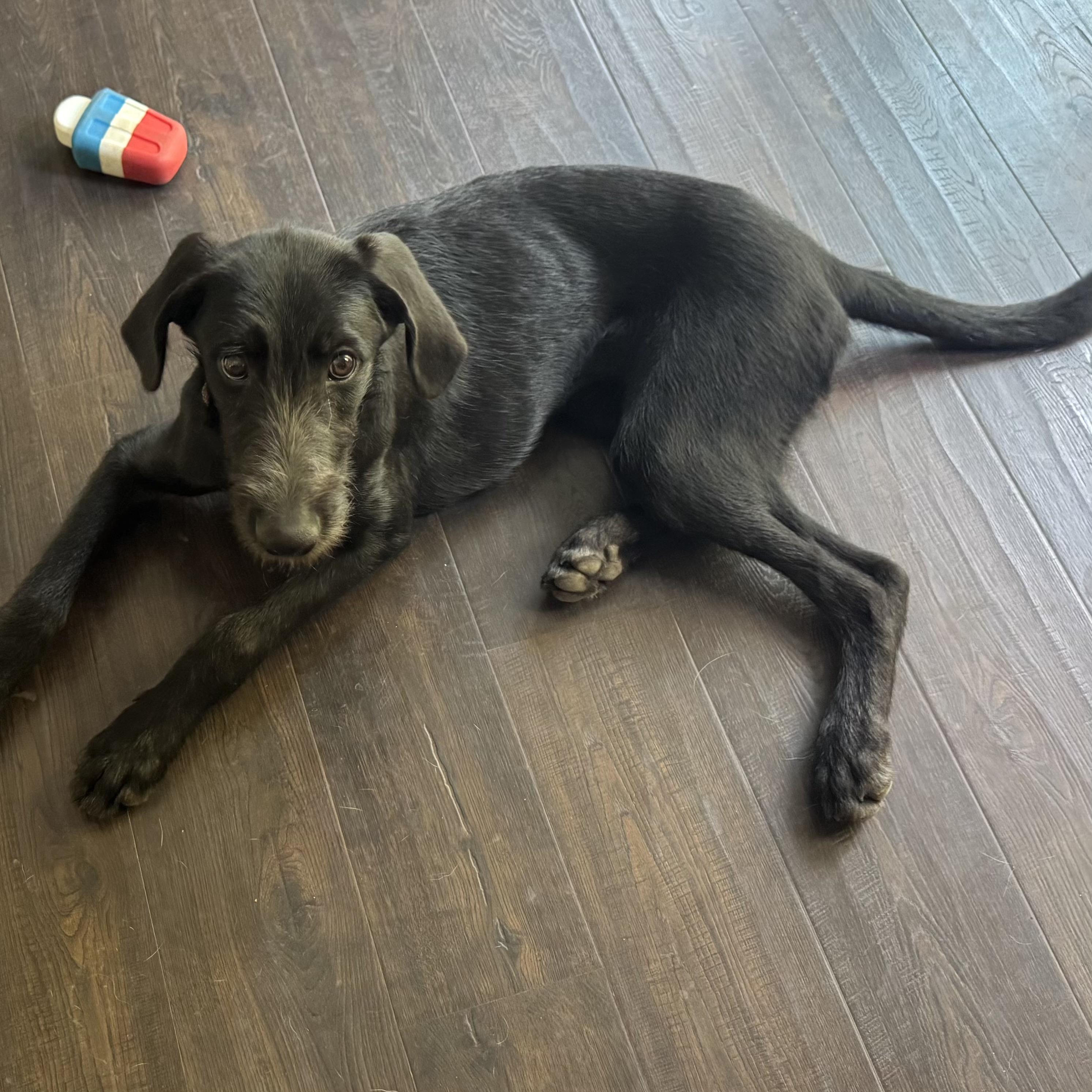 Enlarge Margs, a Adoptable mixed breed in Prior Lake, MN image 2/5