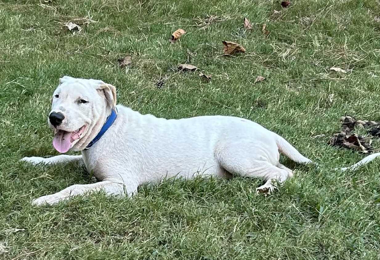 Otto * NEEDS FOSTER, a Adoptable mixed breed in Winder, GA image 1/6