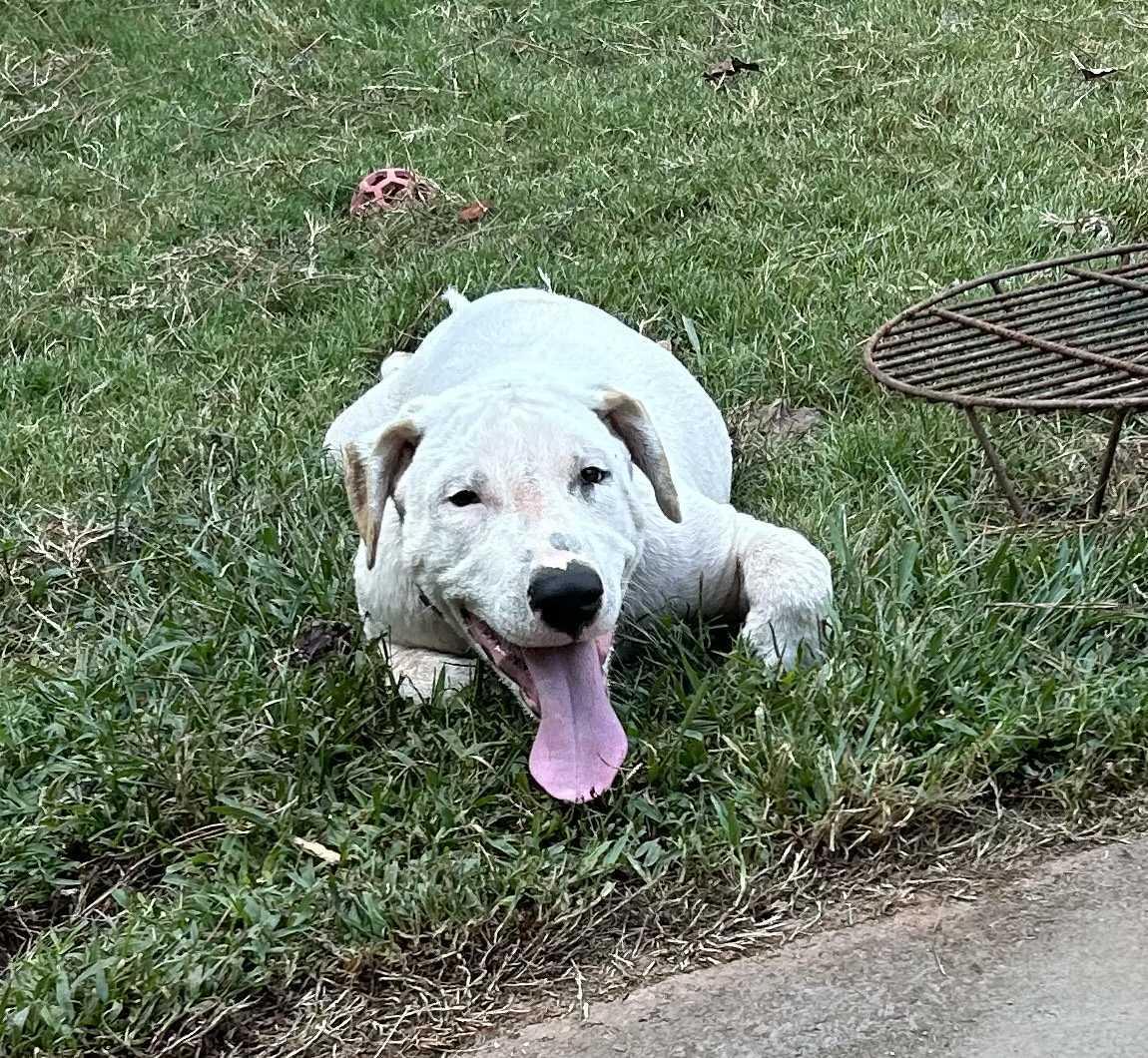 Otto * NEEDS FOSTER, a Adoptable mixed breed in Winder, GA image 2/6