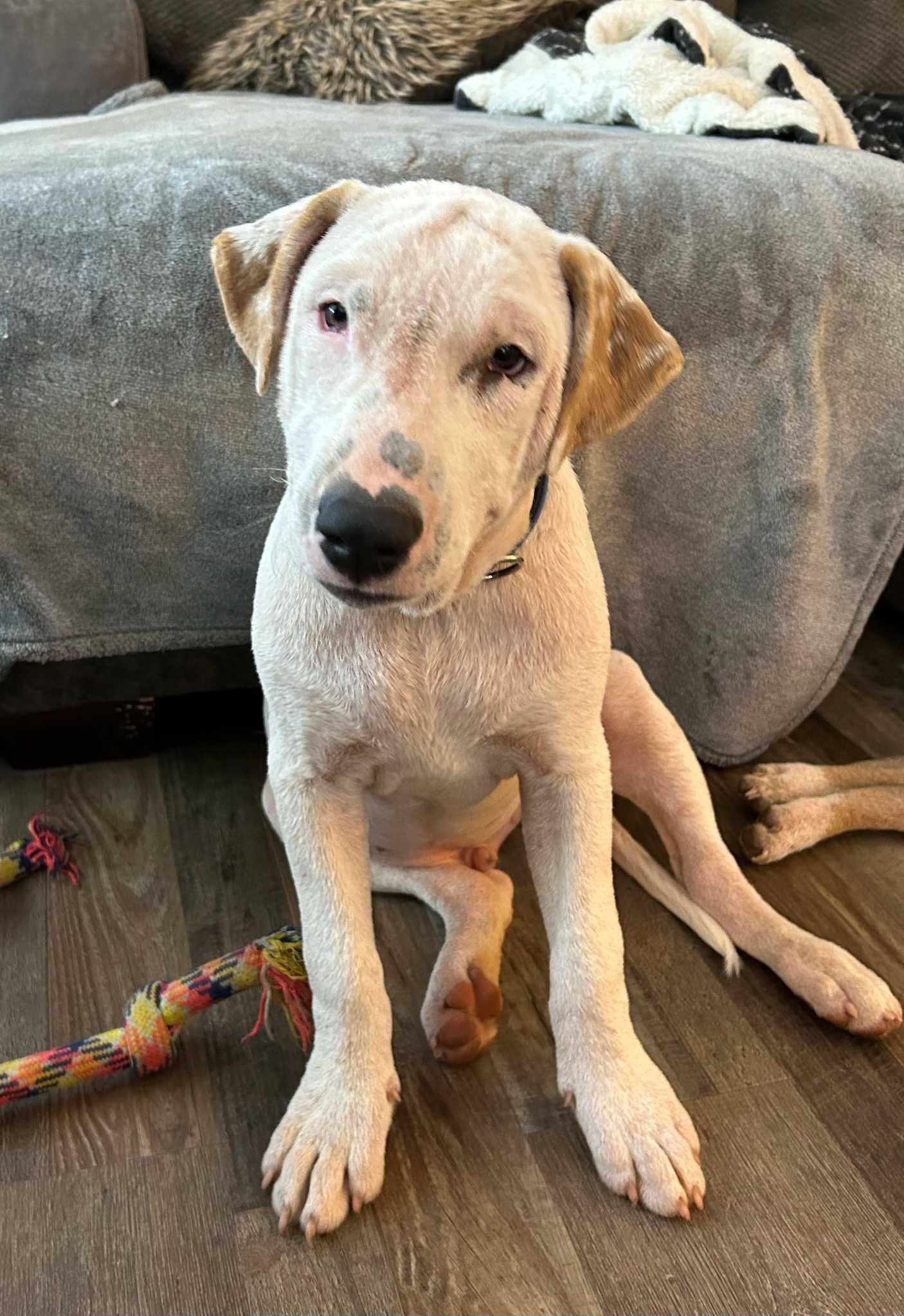 Otto * NEEDS FOSTER, a Adoptable mixed breed in Winder, GA image 3/6