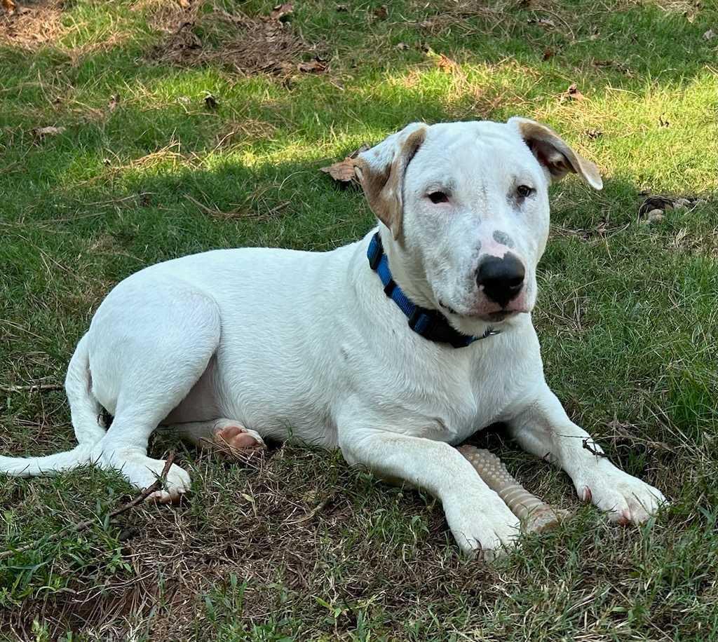 Otto * NEEDS FOSTER, a Adoptable mixed breed in Winder, GA image 4/6