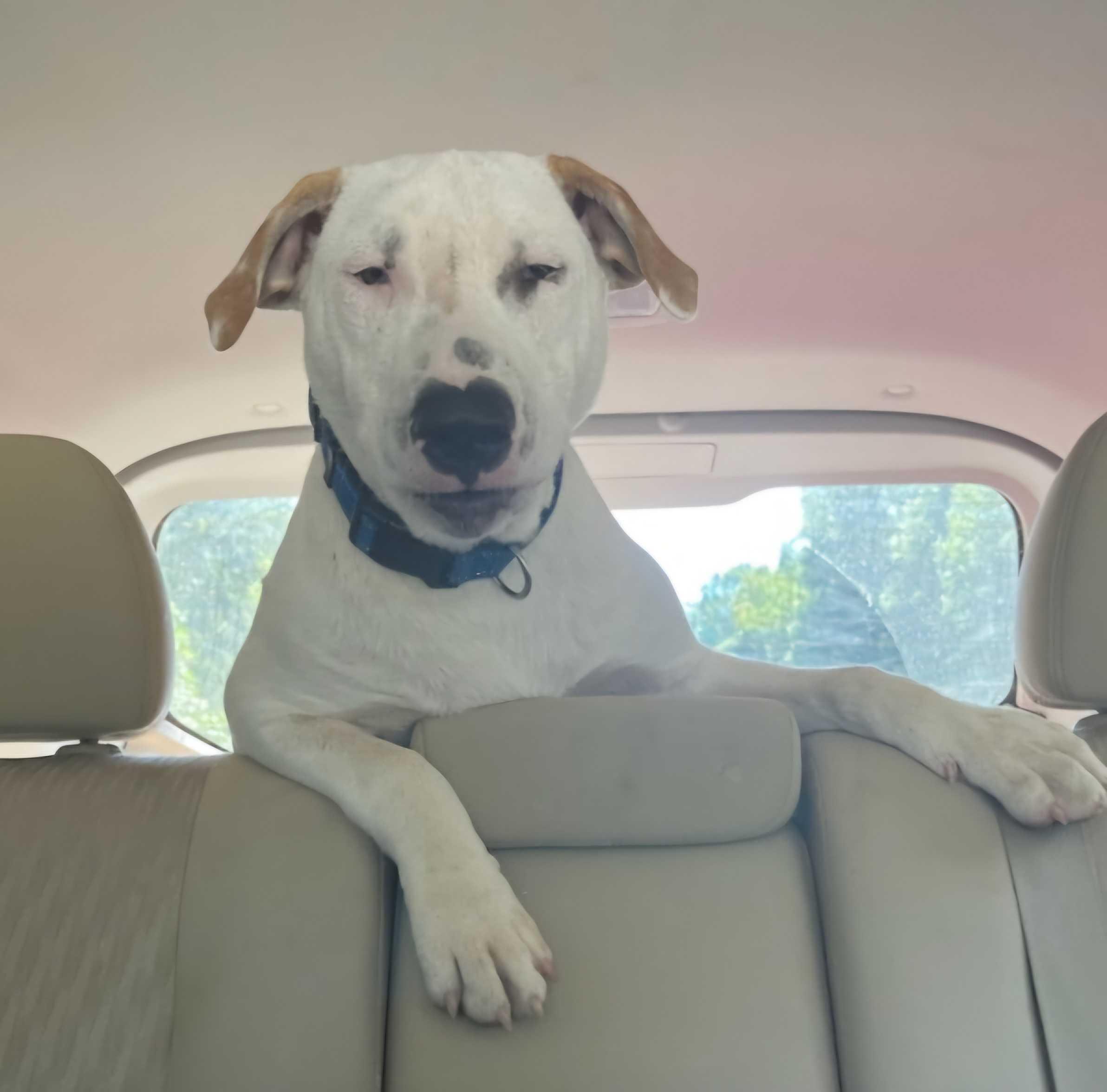 Otto * NEEDS FOSTER, a Adoptable mixed breed in Winder, GA image 5/6