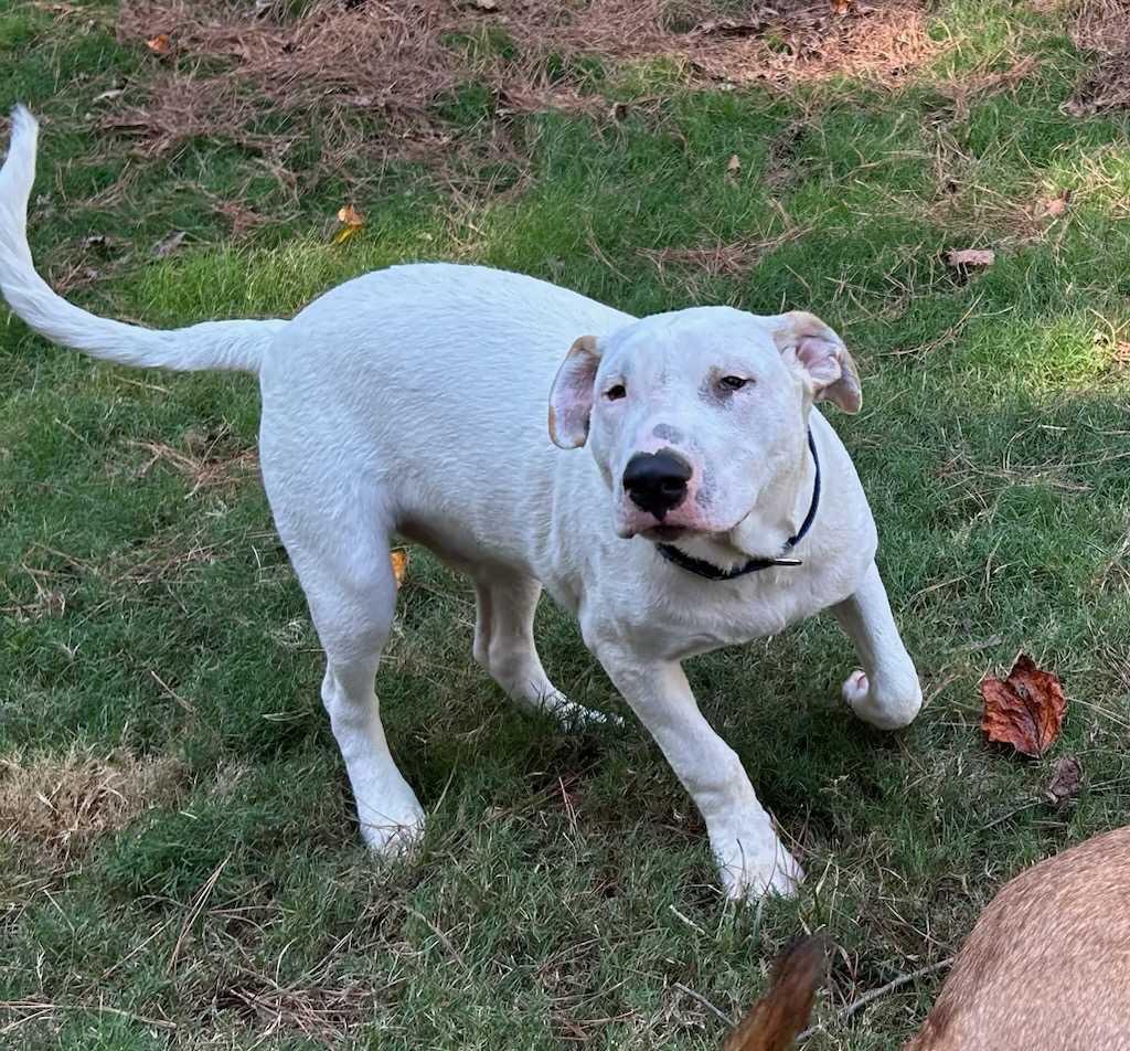 Otto * NEEDS FOSTER, a Adoptable mixed breed in Winder, GA image 6/6