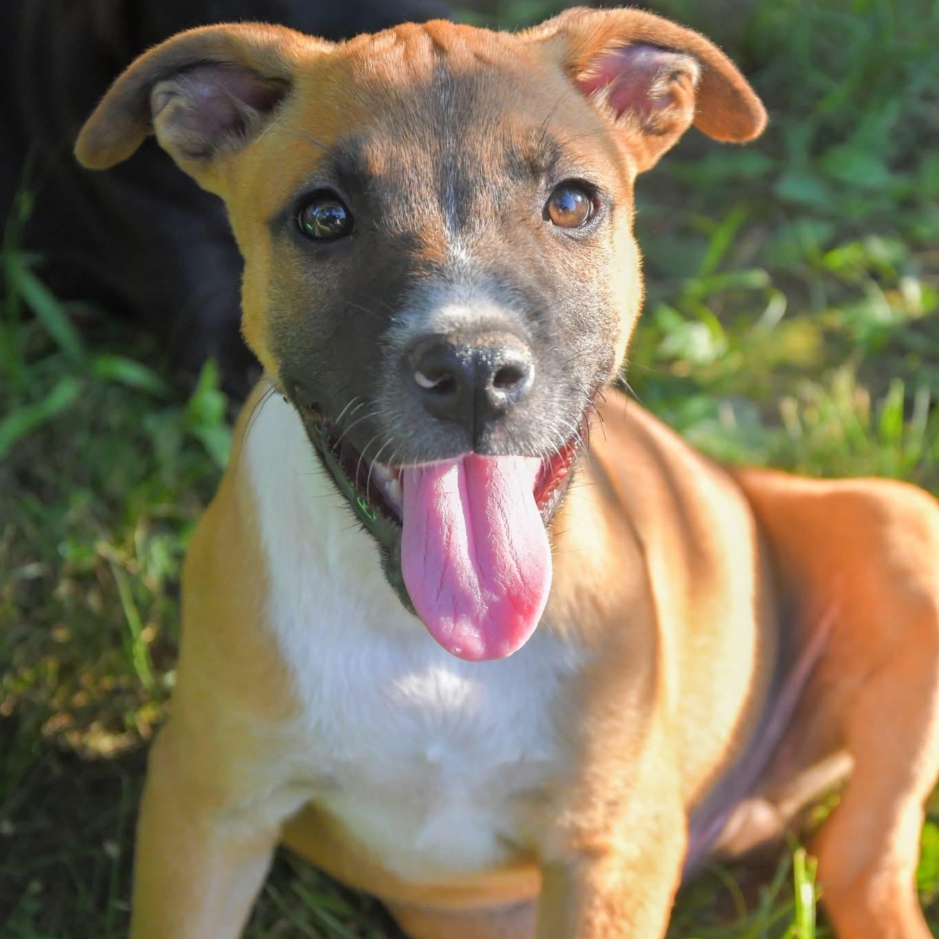 Peanut, Adoptable, Puppy Male Mountain Cur.