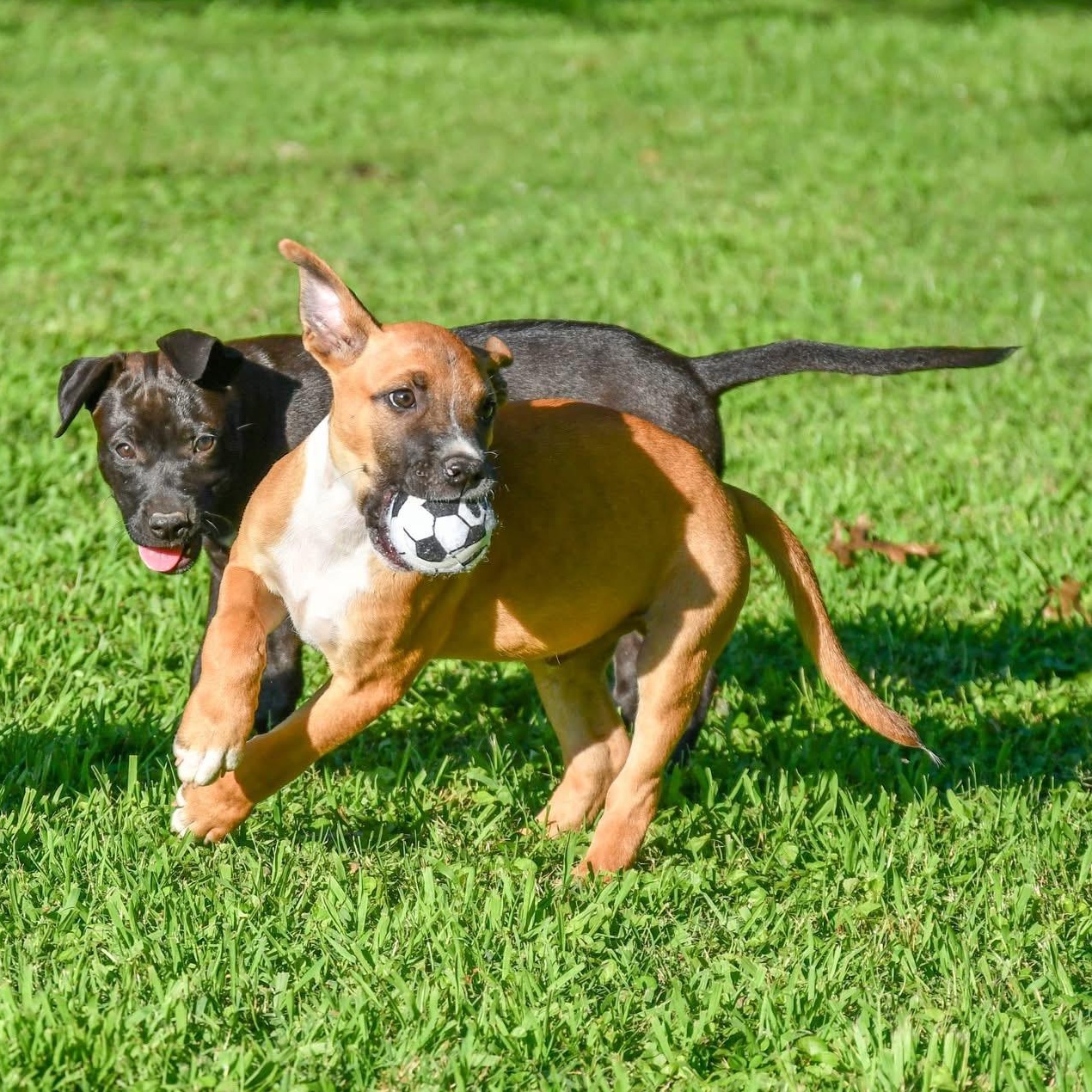 Enlarge Peanut, a Adoptable mixed breed in Kalamazoo , MI image 6/6