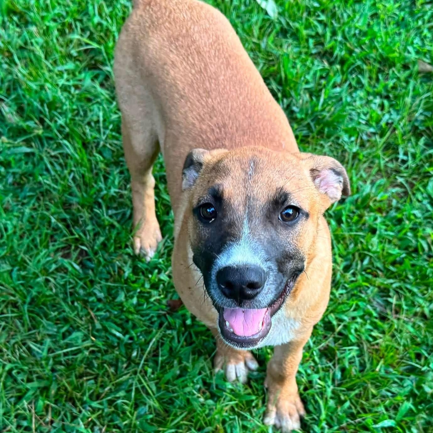 Peanut, Adoptable, Puppy Male Mountain Cur.