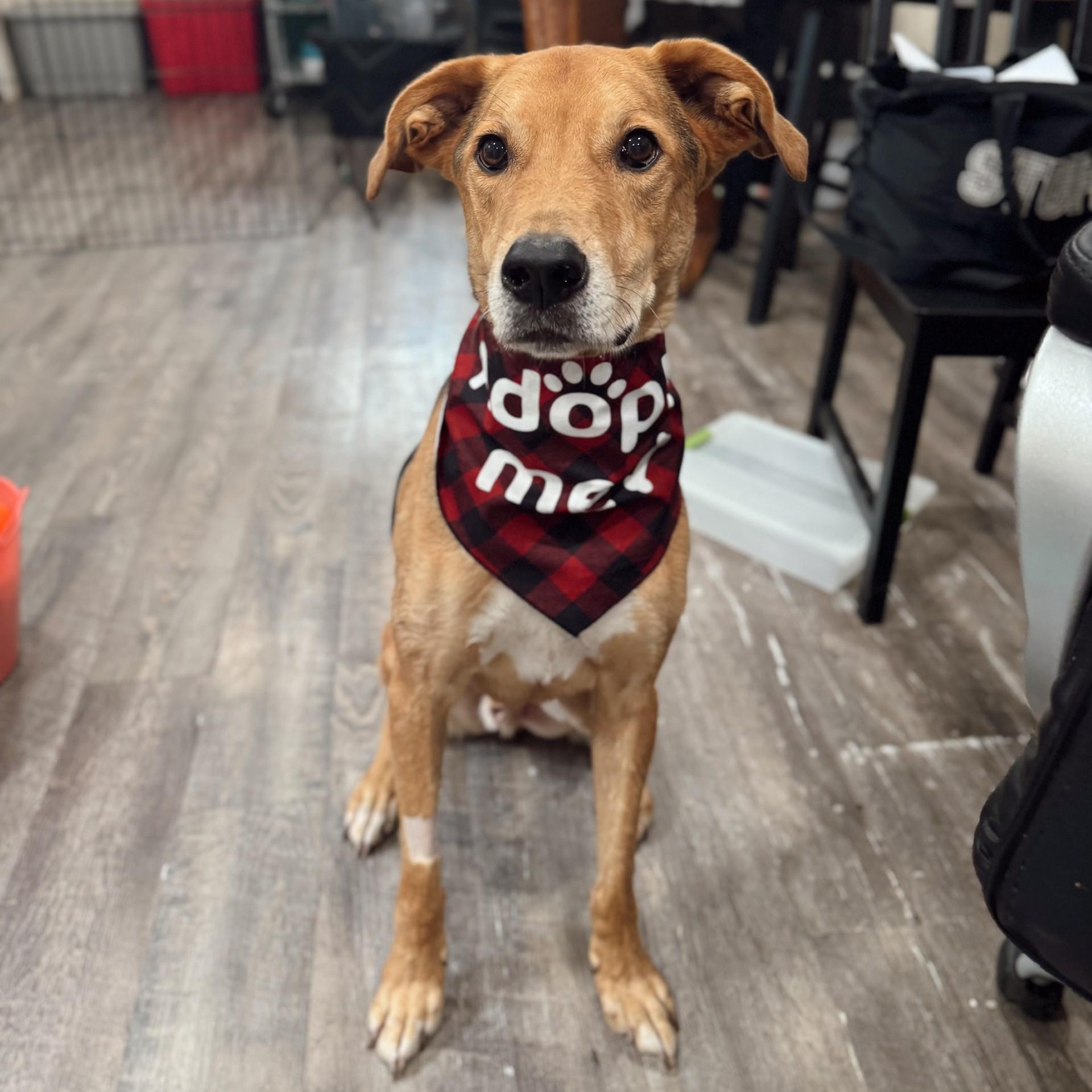 Daario, Adoptable, Senior Male Mixed Breed & Labrador Retriever.