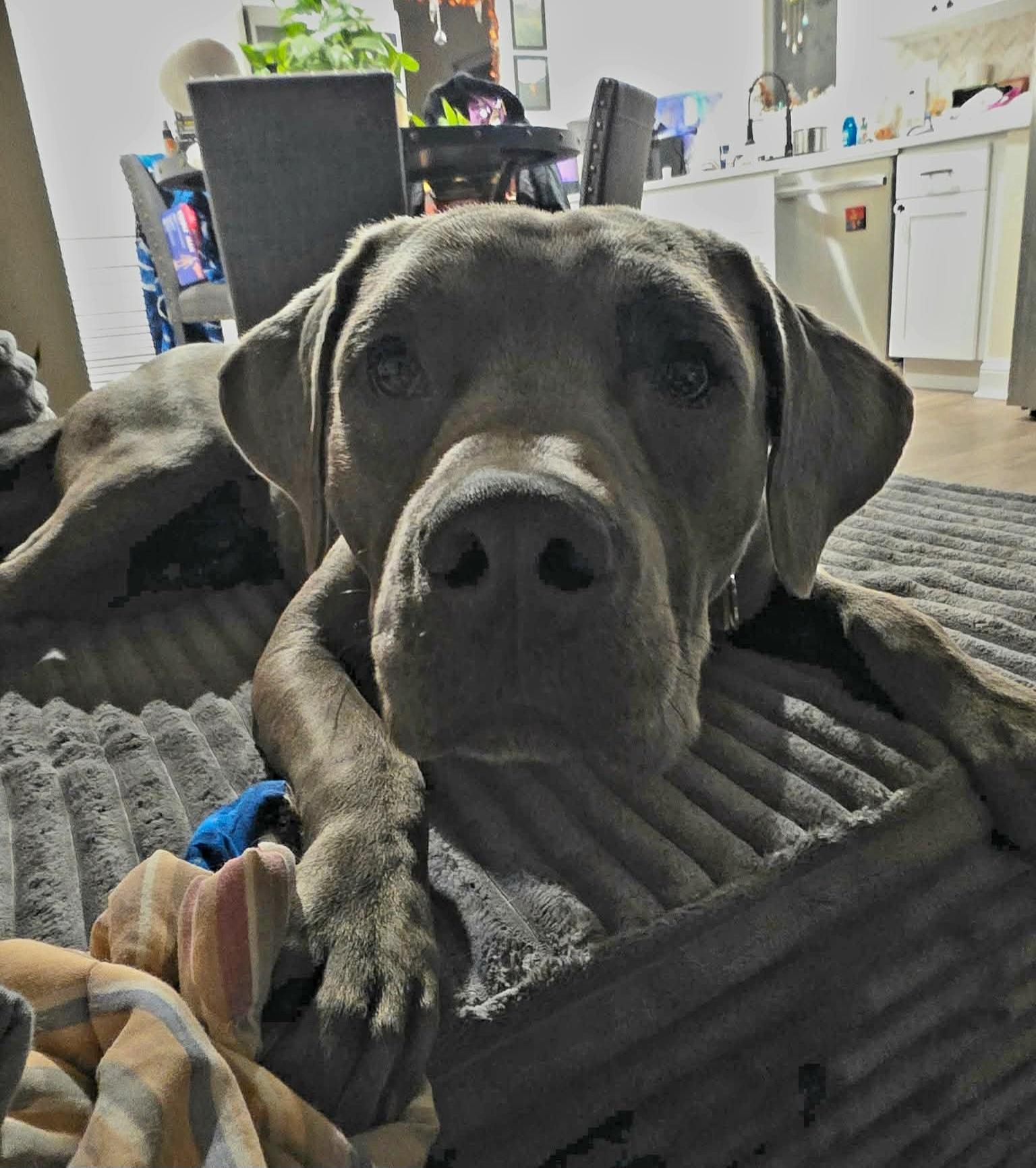 Sweet Pickles, Adopted, Adult Male American Staffordshire Terrier & Mastiff.