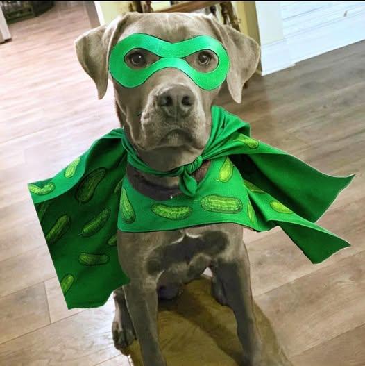 Enlarge Sweet Pickles, a Adopted mixed breed in Wheaton, IL image 2/6