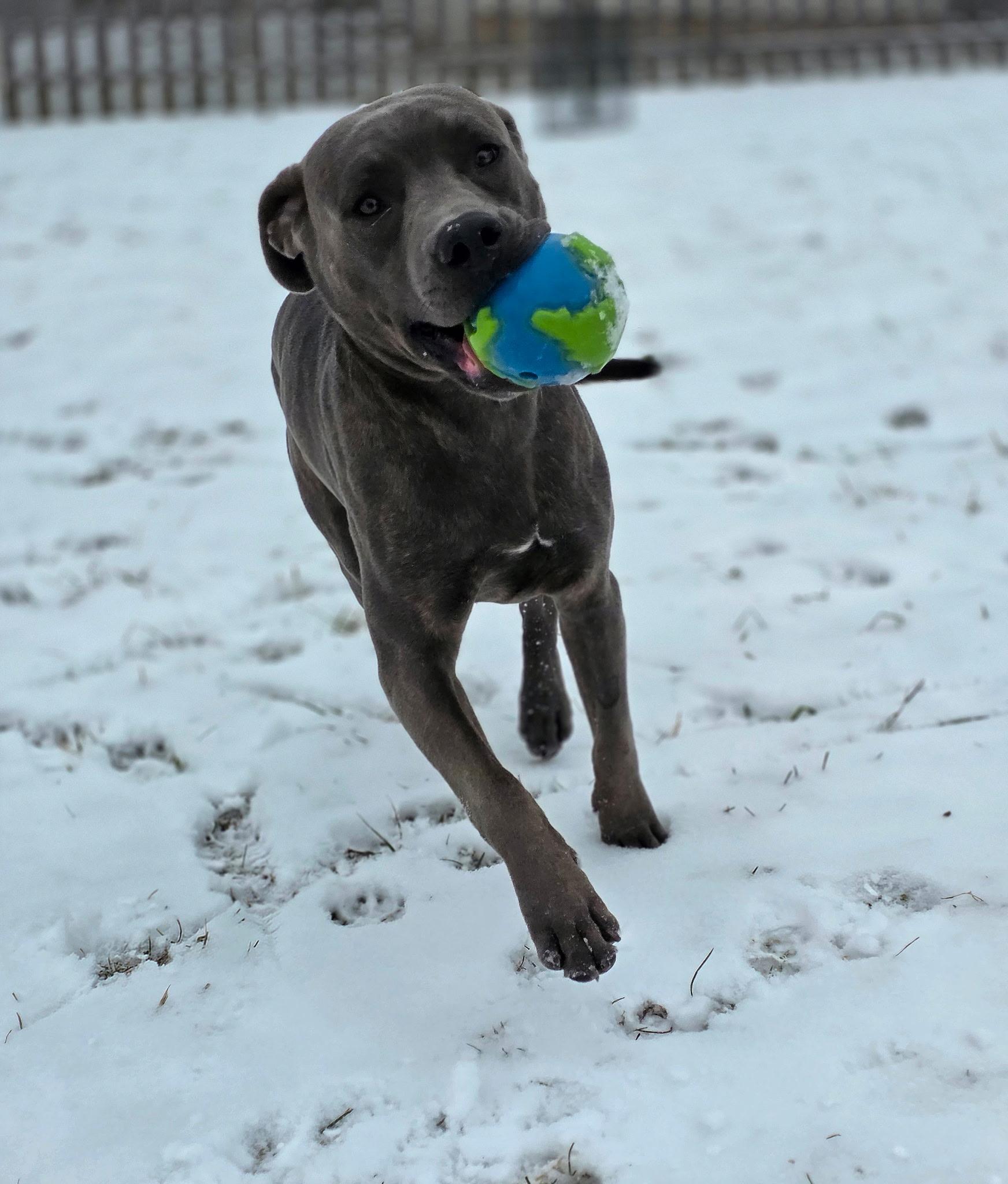 Enlarge Sweet Pickles, a Adopted mixed breed in Wheaton, IL image 3/6
