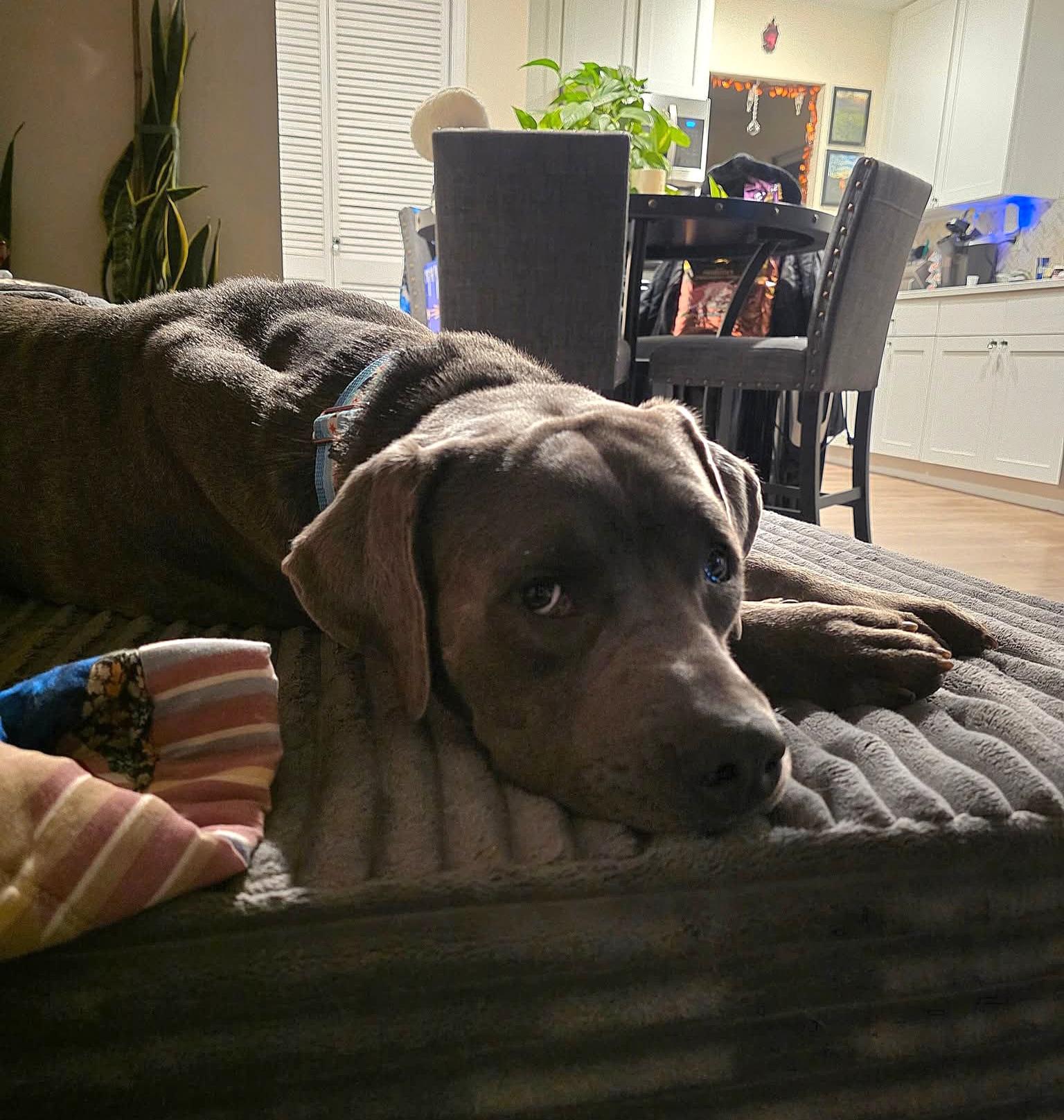 Enlarge Sweet Pickles, a Adopted mixed breed in Wheaton, IL image 4/6