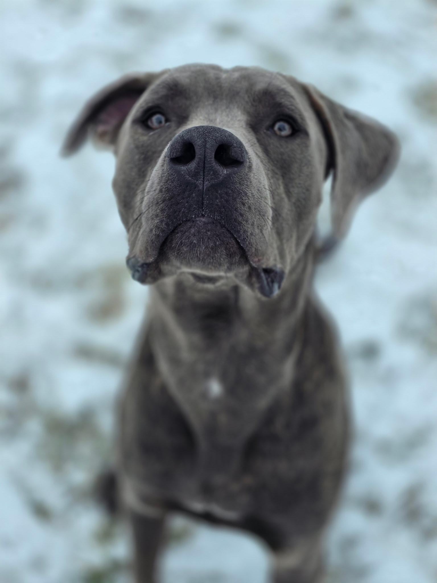 Enlarge Sweet Pickles, a Adopted mixed breed in Wheaton, IL image 5/6