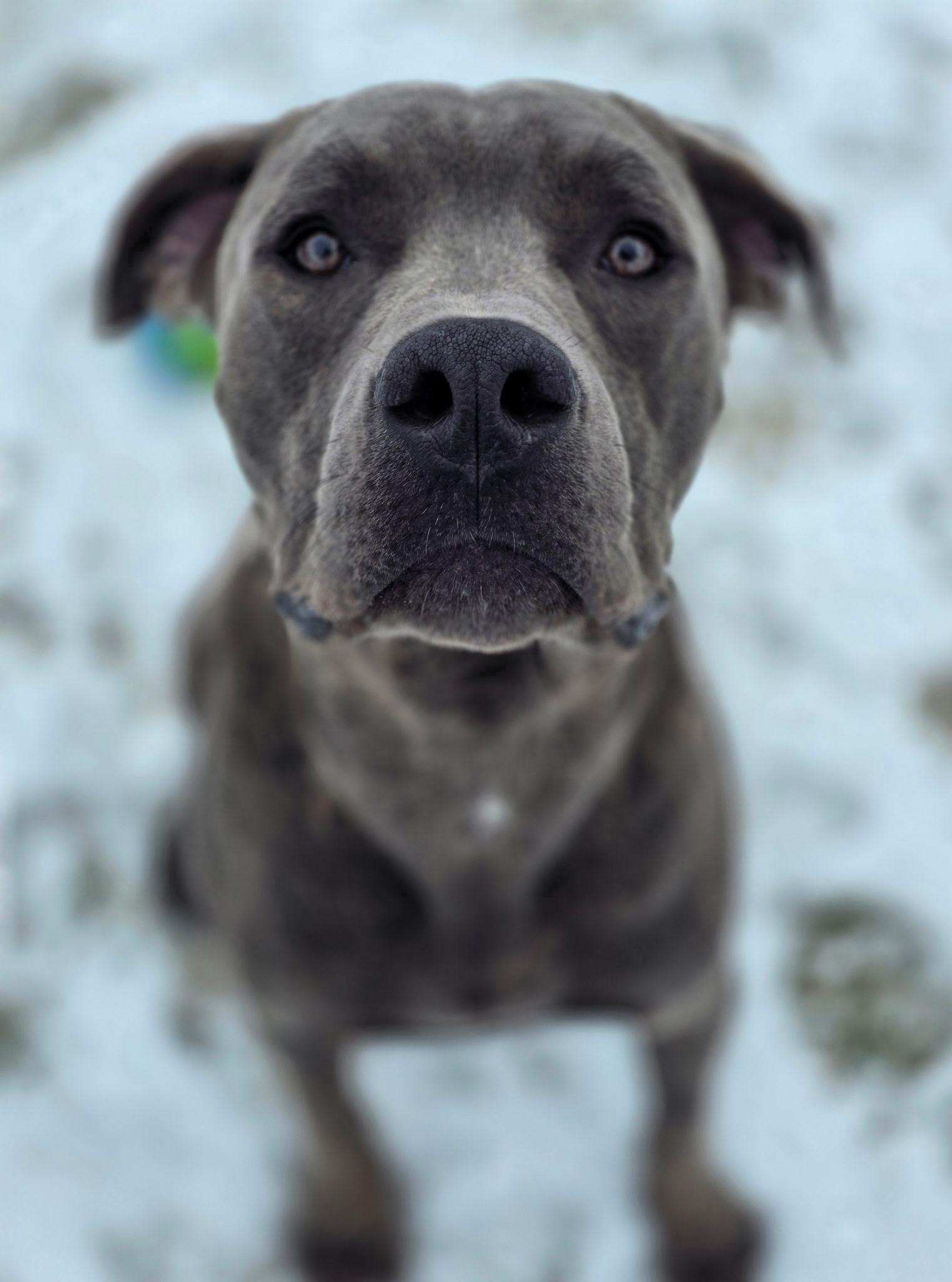 Enlarge Sweet Pickles, a Adopted mixed breed in Wheaton, IL image 6/6