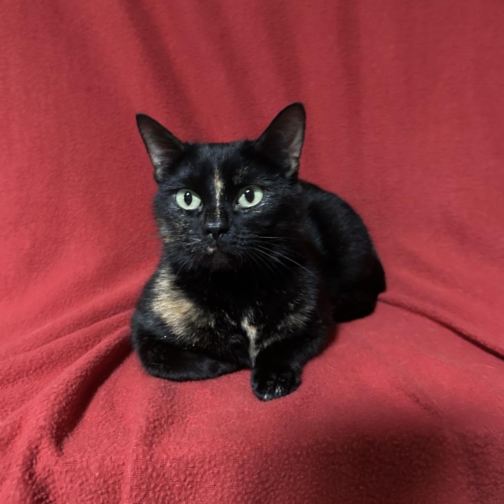 Posie, Adoptable, Young Female Domestic Short Hair.