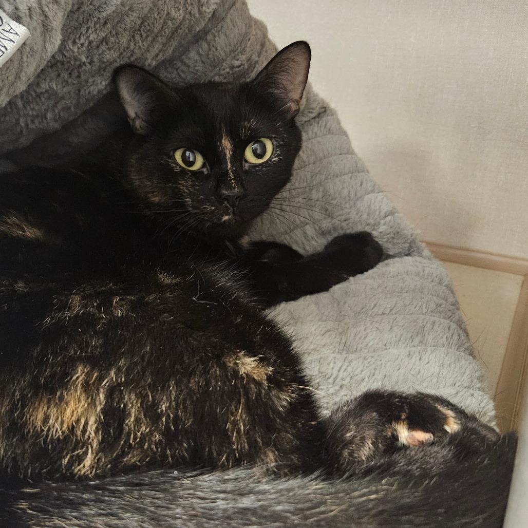 Posie, a Adoptable Domestic Short Hair in Conway, NH image 2/6