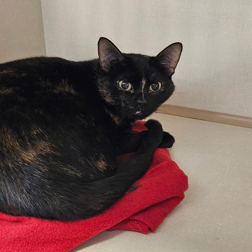 Posie, a Adoptable Domestic Short Hair in Conway, NH image 2/3