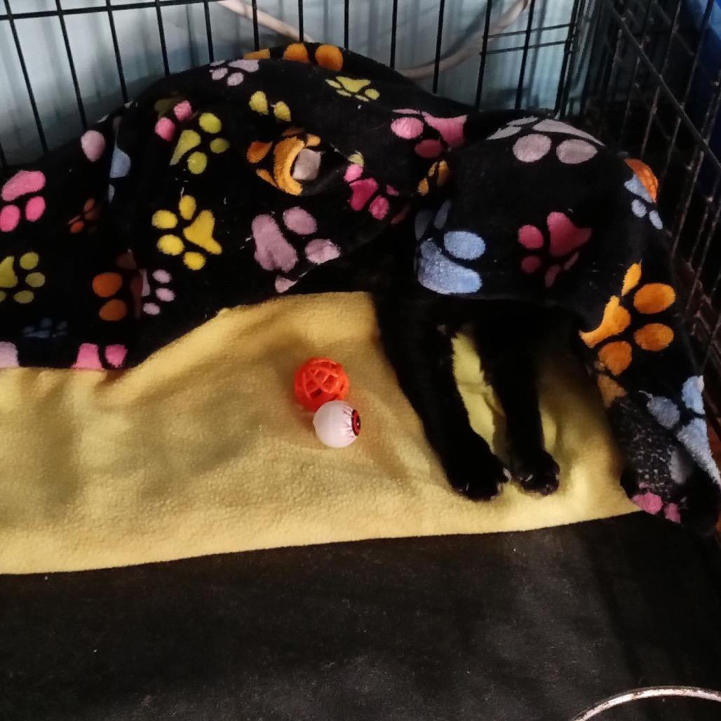 Posie, a Adoptable Domestic Short Hair in Conway, NH image 3/3