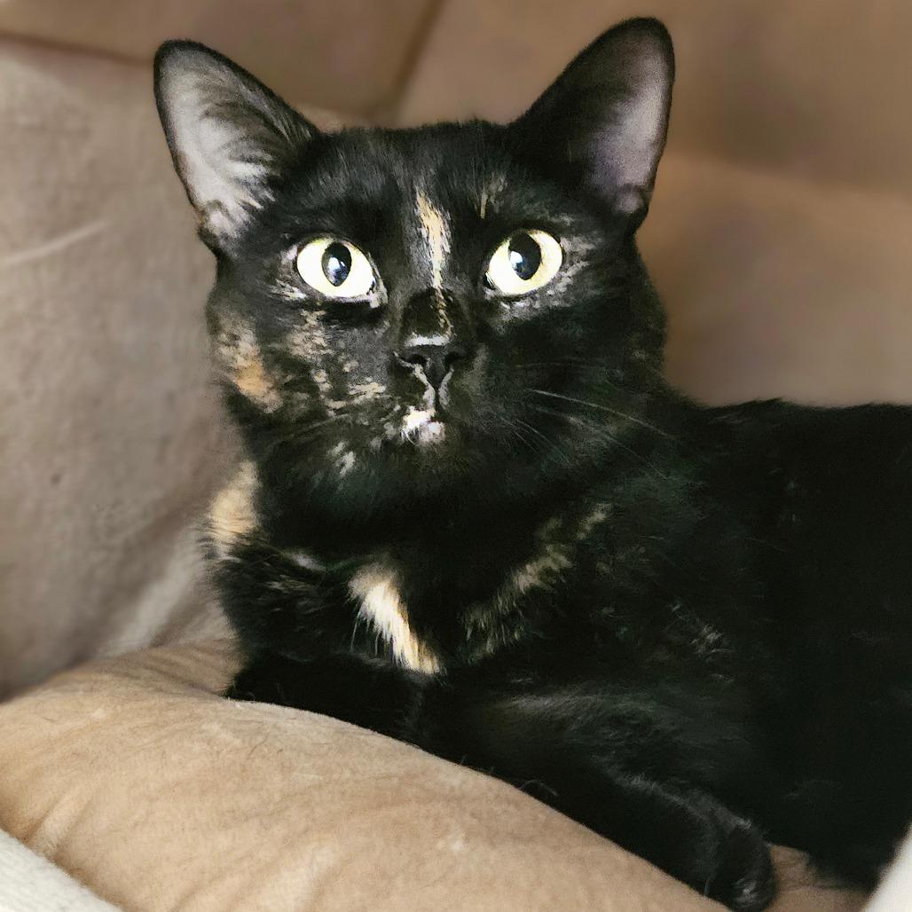 Posie, a Adoptable Domestic Short Hair in Conway, NH image 5/6