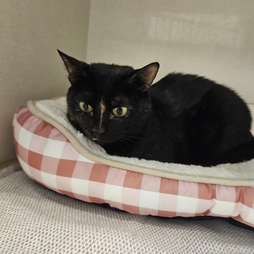 Posie, a Adoptable Domestic Short Hair in Conway, NH image 6/6