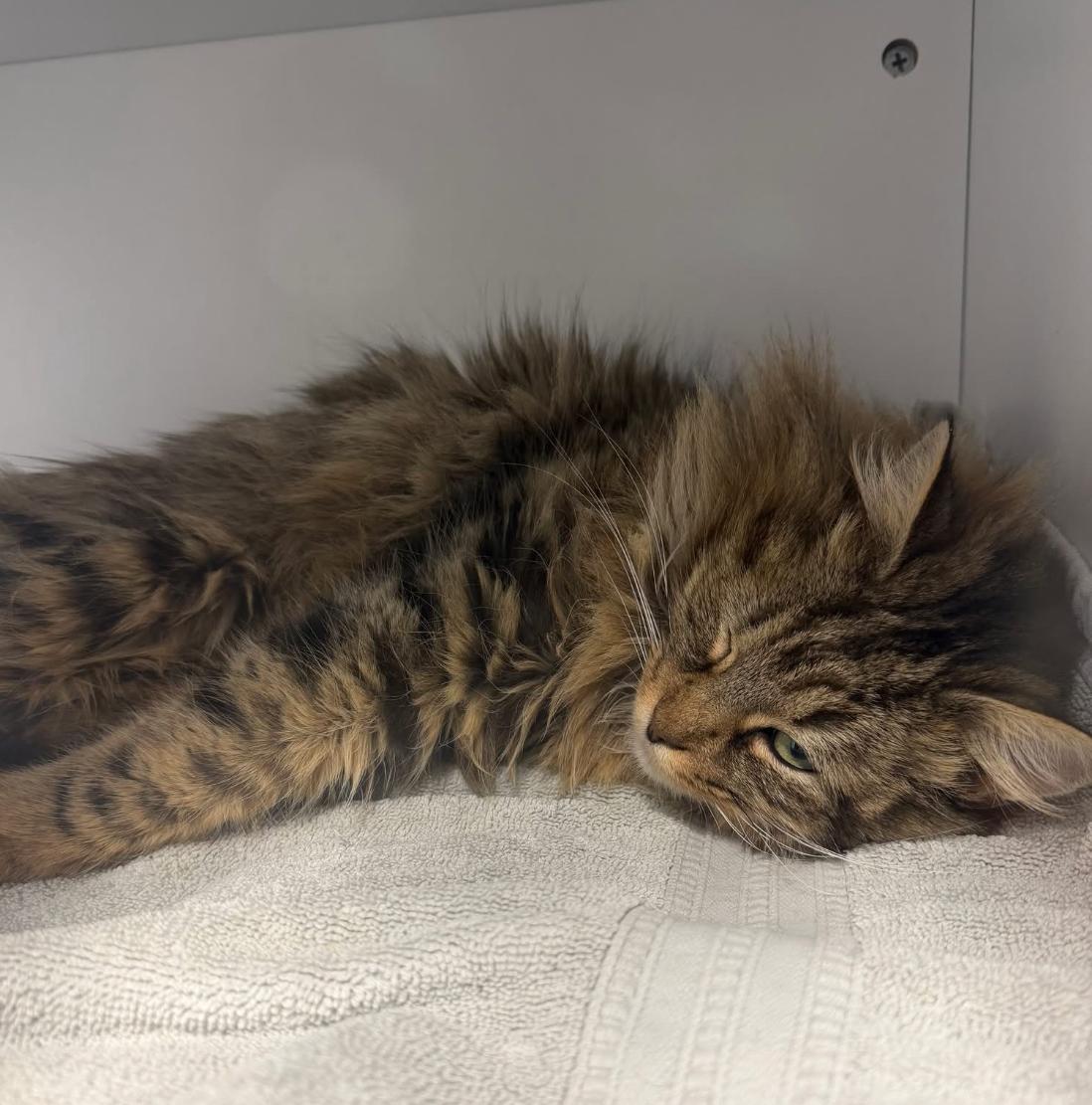 Rainbow Yarn, a ADOPTABLE Domestic Long Hair in Sussex, NJ image 2/2