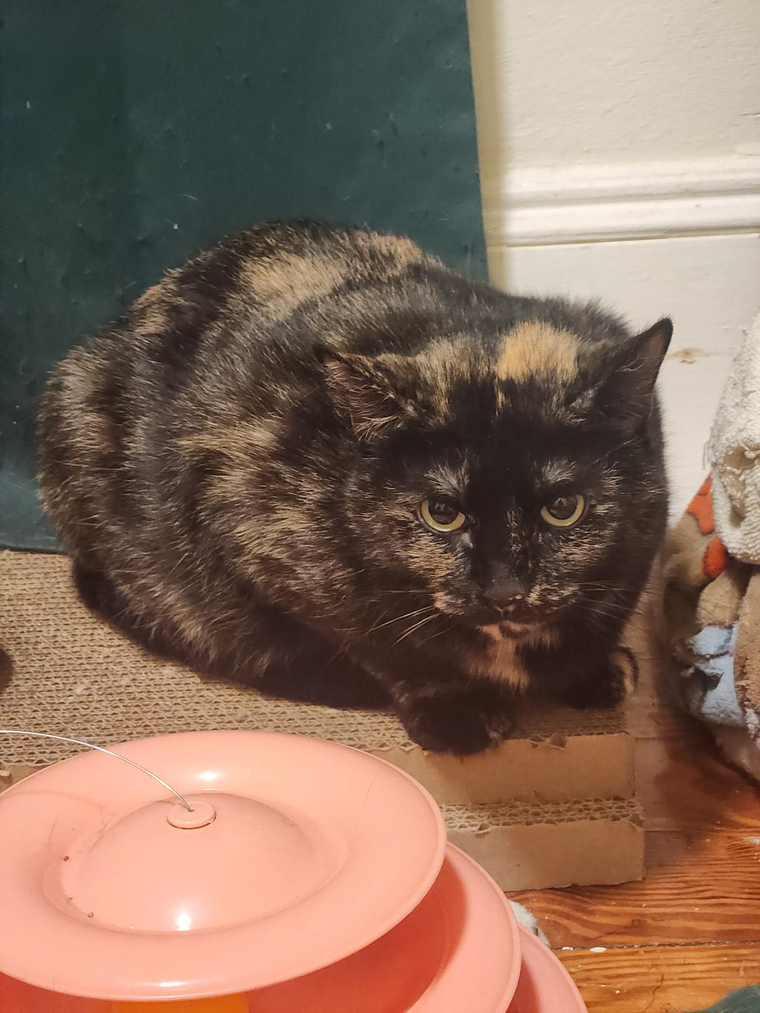 Enlarge Eve, a ADOPTABLE Tortoiseshell in Melrose, MA image 3/3