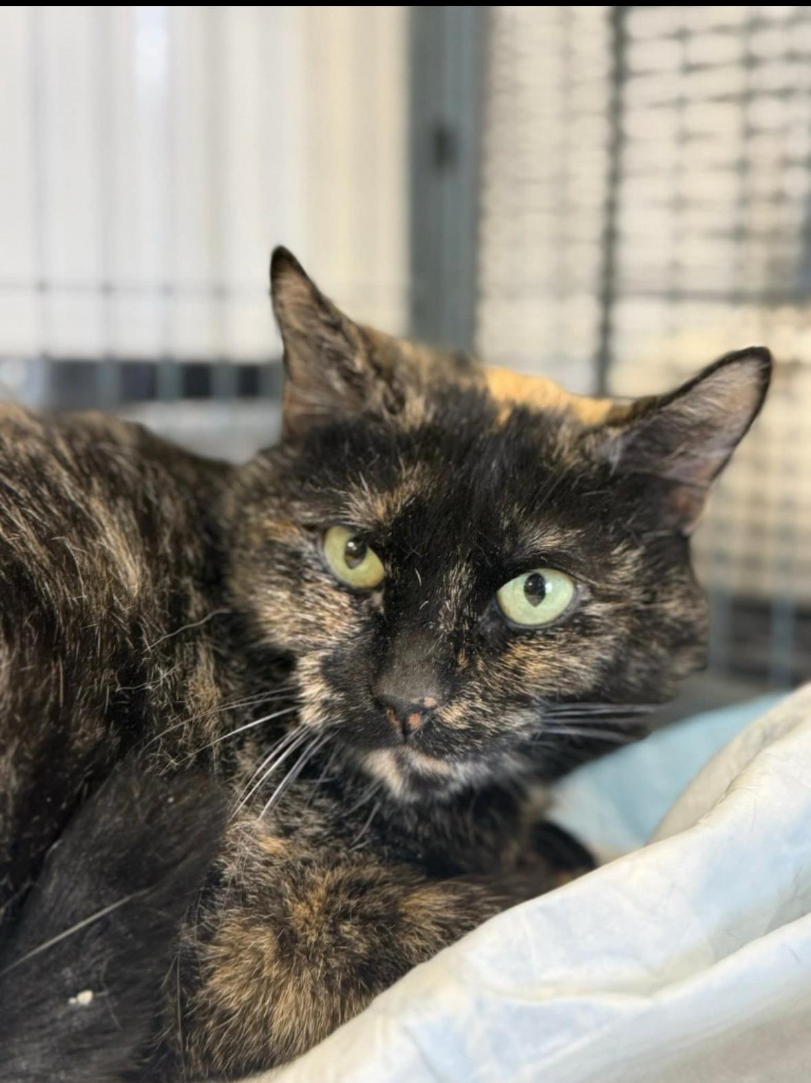 Eve, ADOPTABLE, Adult Female Tortoiseshell.