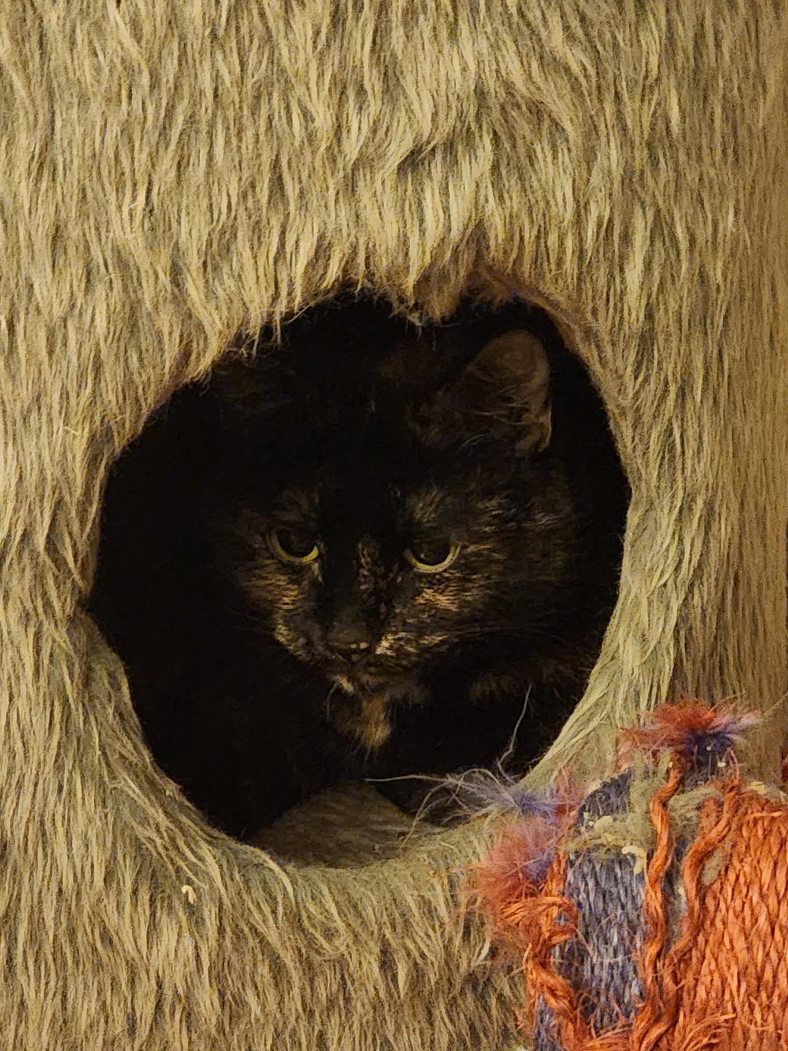 Enlarge Eve, a ADOPTABLE Tortoiseshell in Melrose, MA image 2/4