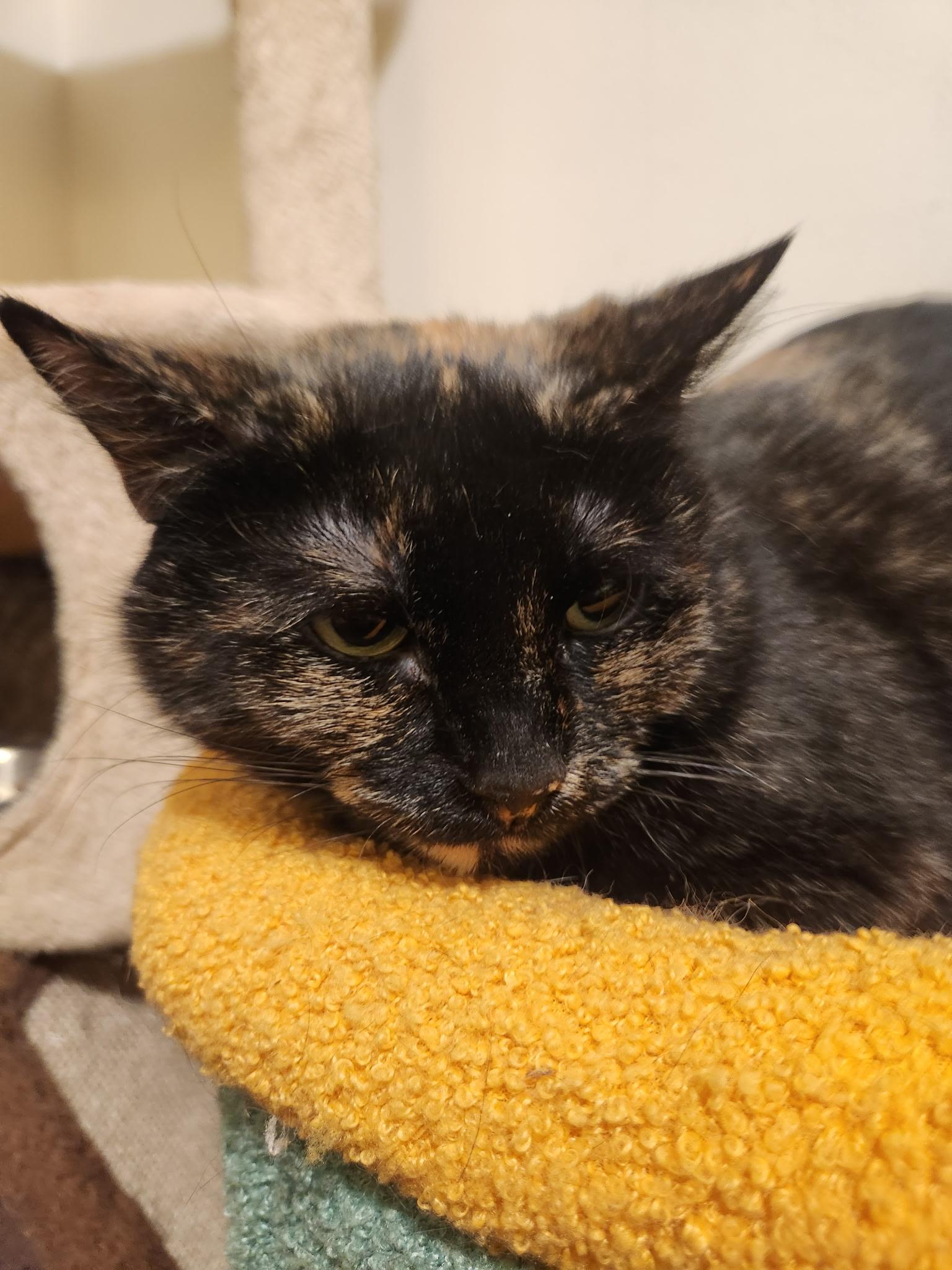 Eve, ADOPTABLE, Adult Female Tortoiseshell.