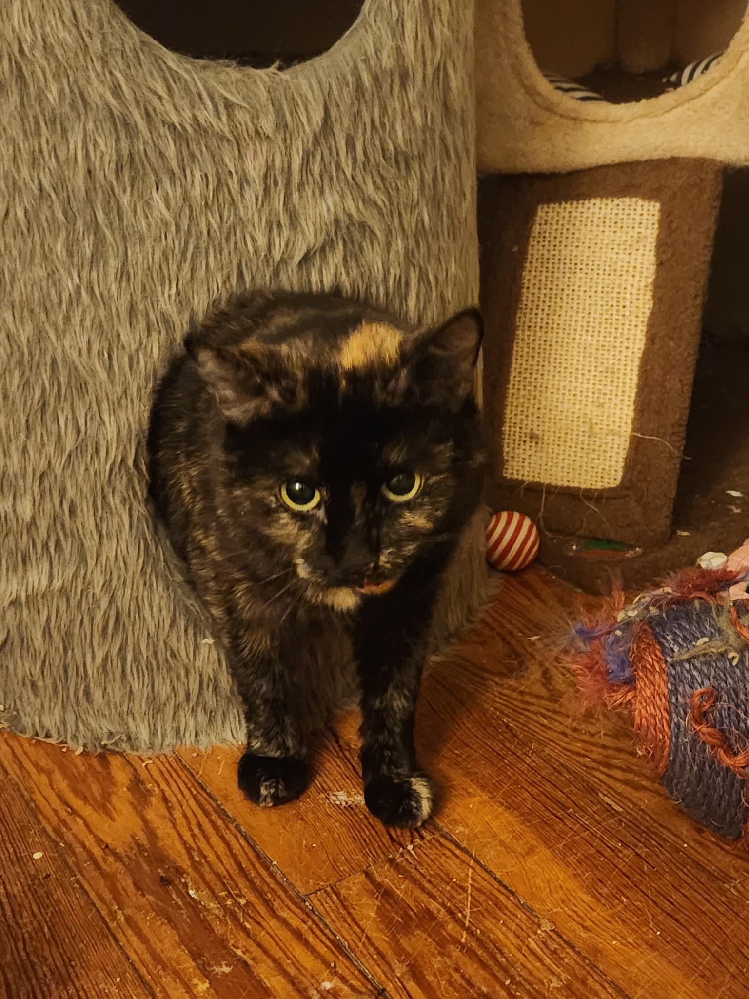 Enlarge Eve, a ADOPTABLE Tortoiseshell in Melrose, MA image 4/4