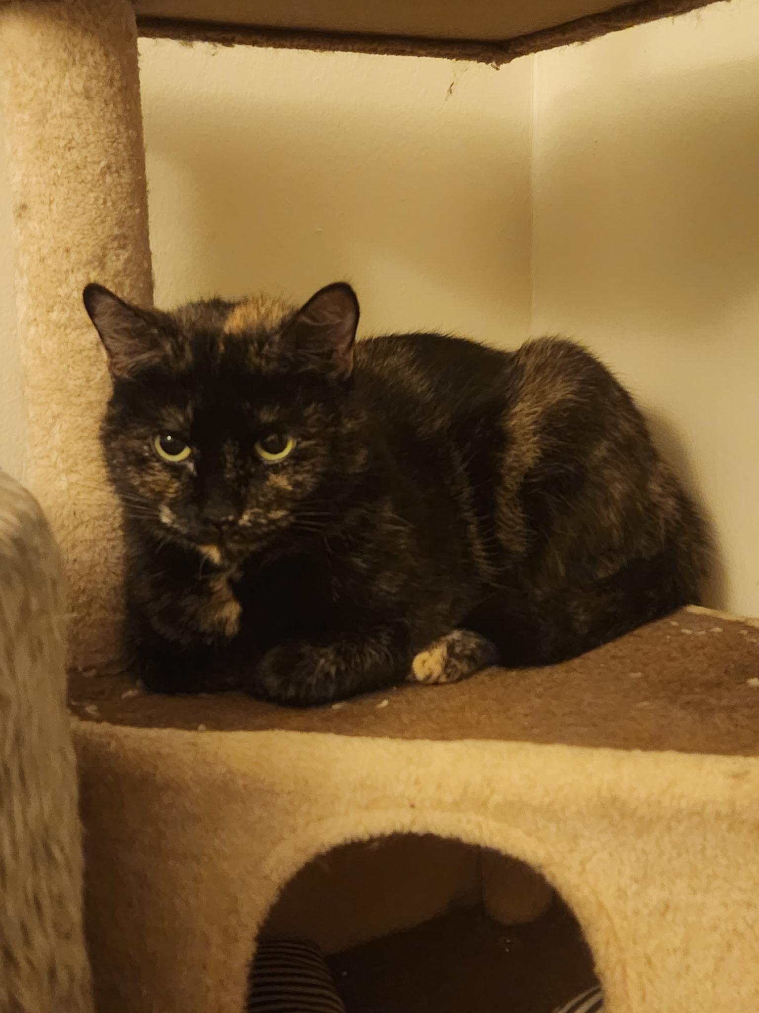Enlarge Eve, a ADOPTABLE Tortoiseshell in Melrose, MA image 3/4