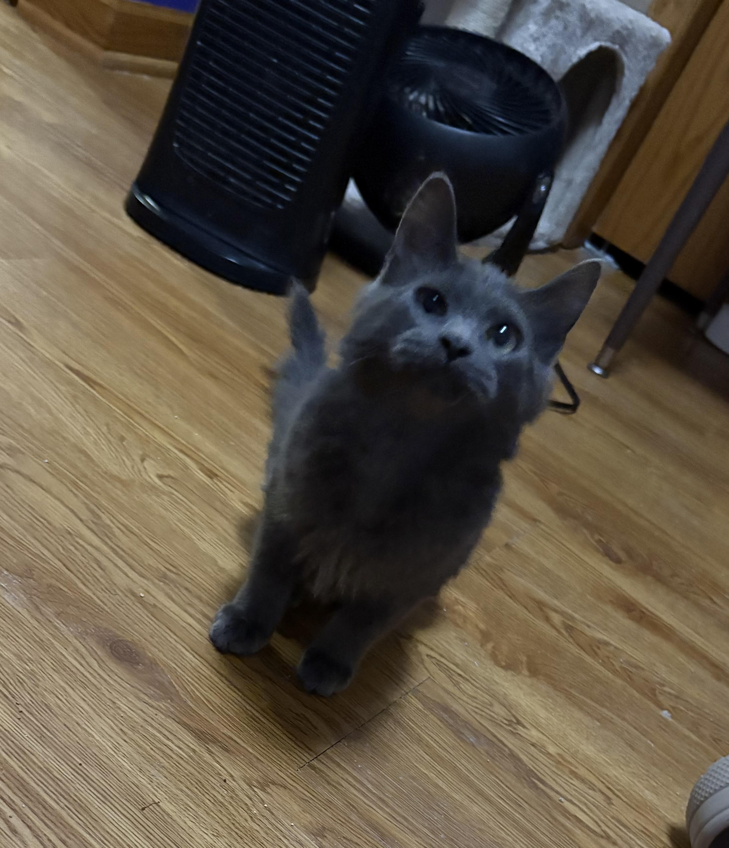 Colette, ADOPTABLE, Kitten Female Domestic Medium Hair.