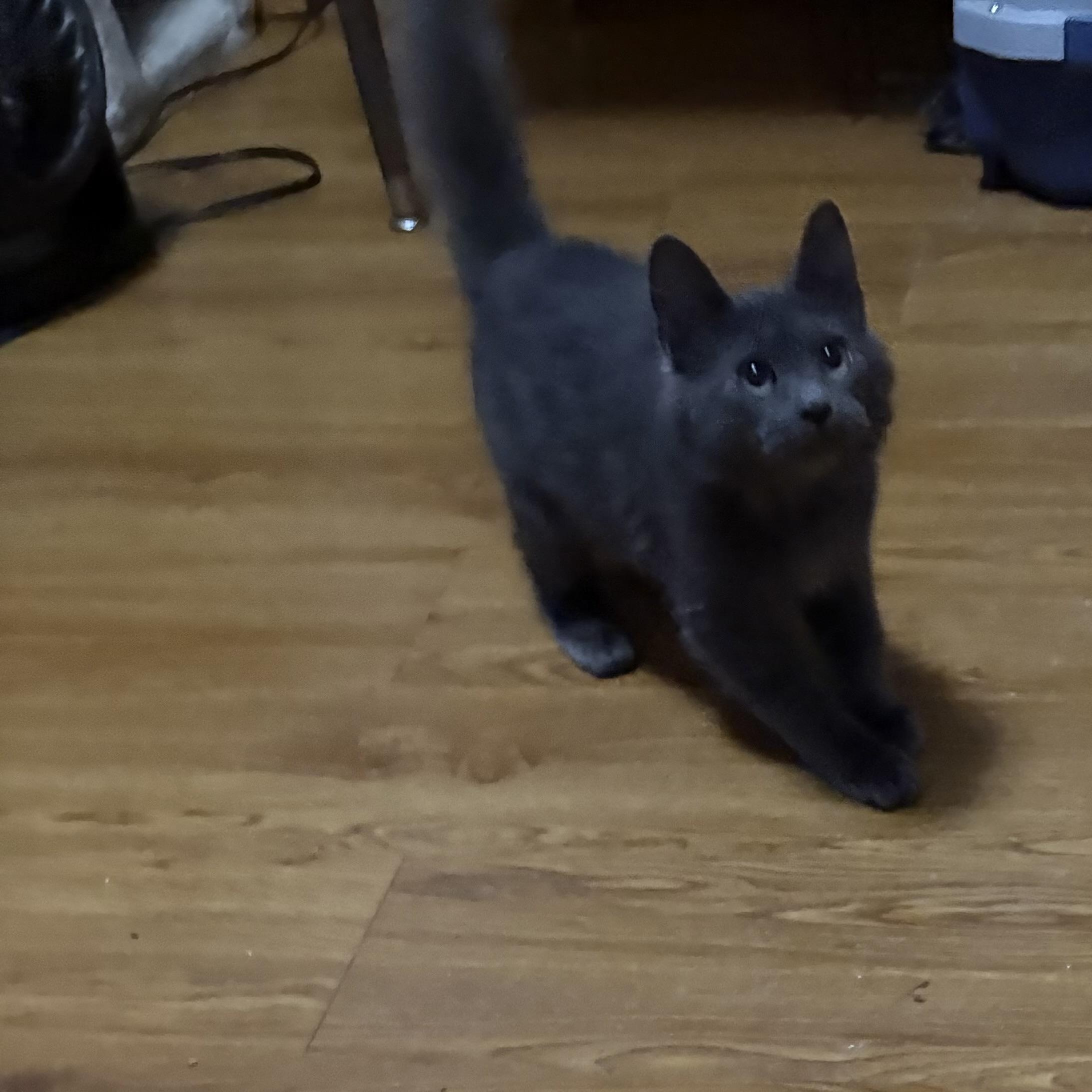Colette, a ADOPTABLE Domestic Medium Hair in Faribault, MN image 3/3
