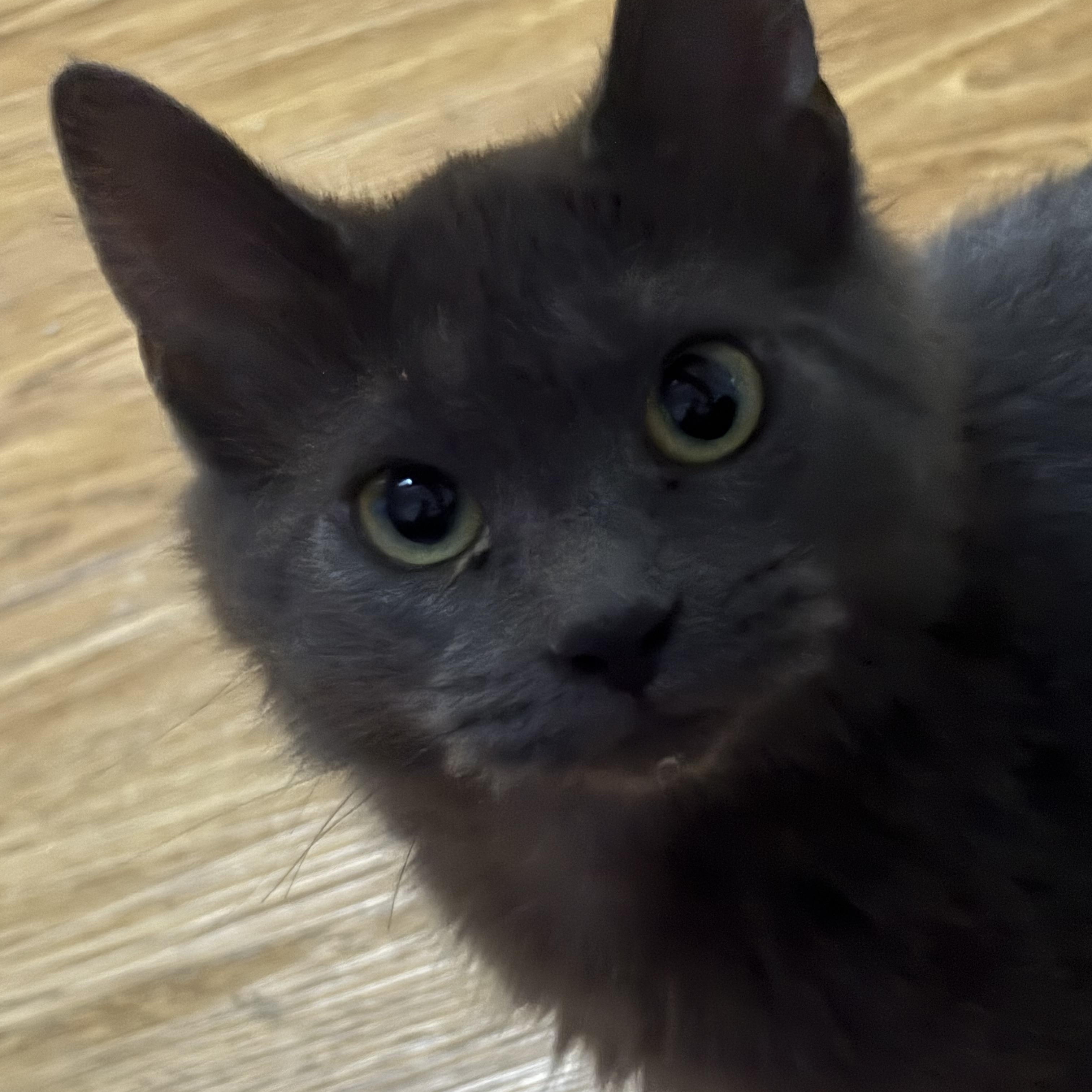 Colette, a ADOPTABLE Domestic Medium Hair in Faribault, MN image 2/3